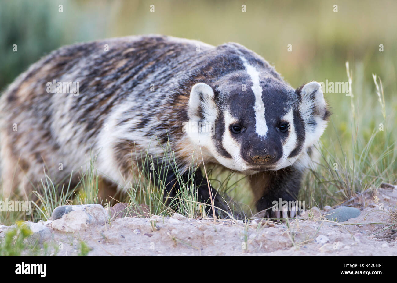 USA, Wyoming, Sublette County. Dachs zu Fuß in einer Wiese mit langen Krallen, die es verwendet für das graben Löcher. Stockfoto
