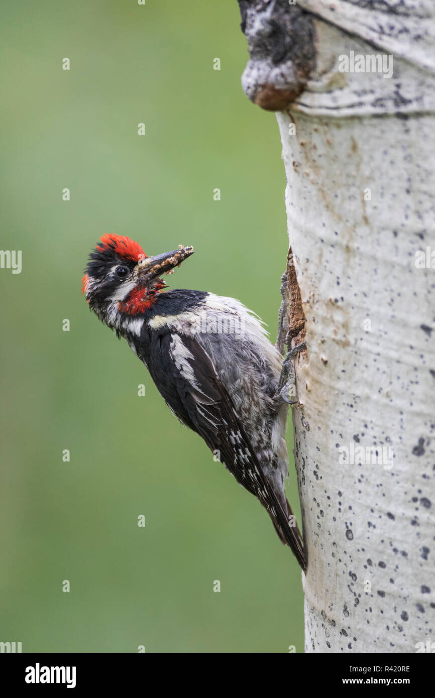 USA, Wyoming, Sublette County. Rot-naped Sapsucker Rückkehr in die Kavität in einem Aspen mit einem Schnabel voller Insekten es Jungen zu füttern. Stockfoto