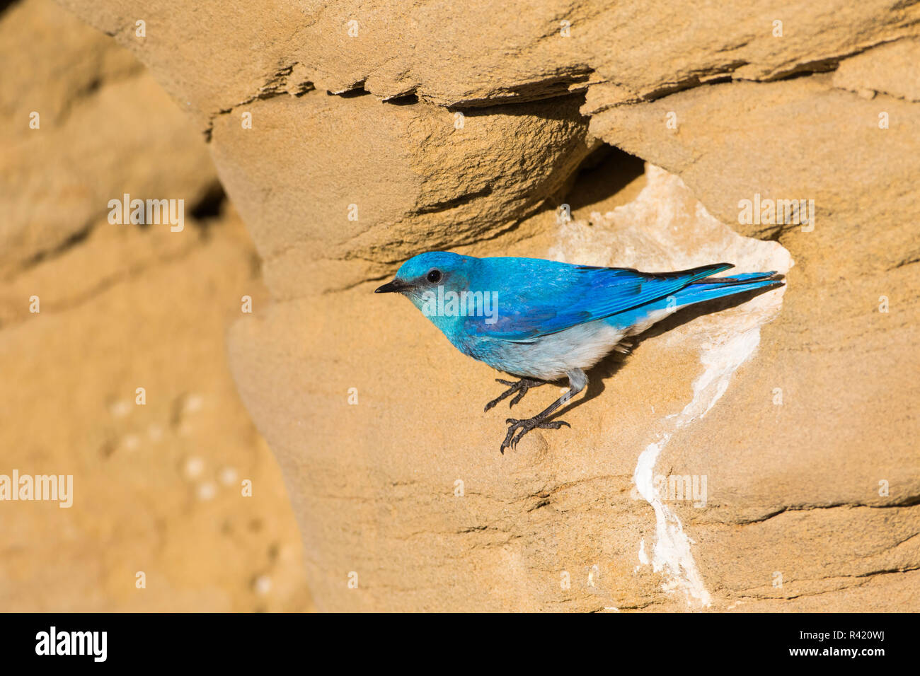 USA, Wyoming, Sublette County. Männliche Mountain Bluebird verlässt das Nest aus den Augen in einem sandsteinfelsen nach dem füttern ihre Jungen im Frühjahr. Stockfoto