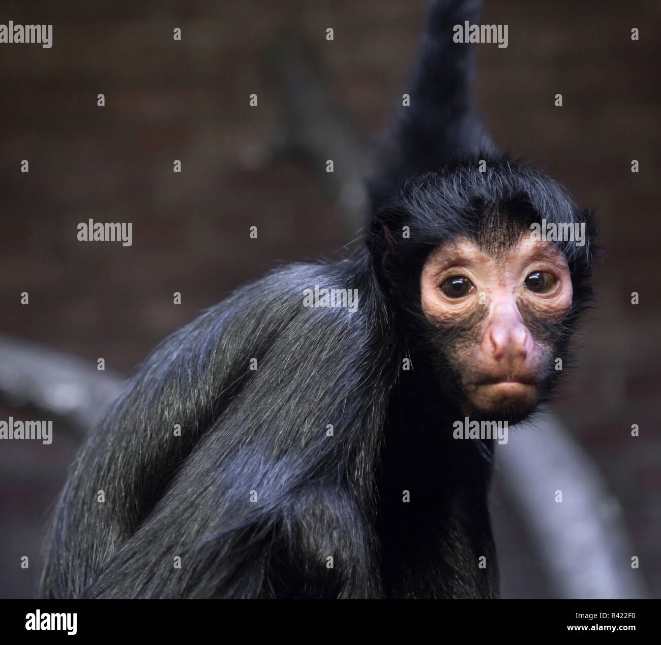 Der Affe in die Kamera schaut Stockfoto