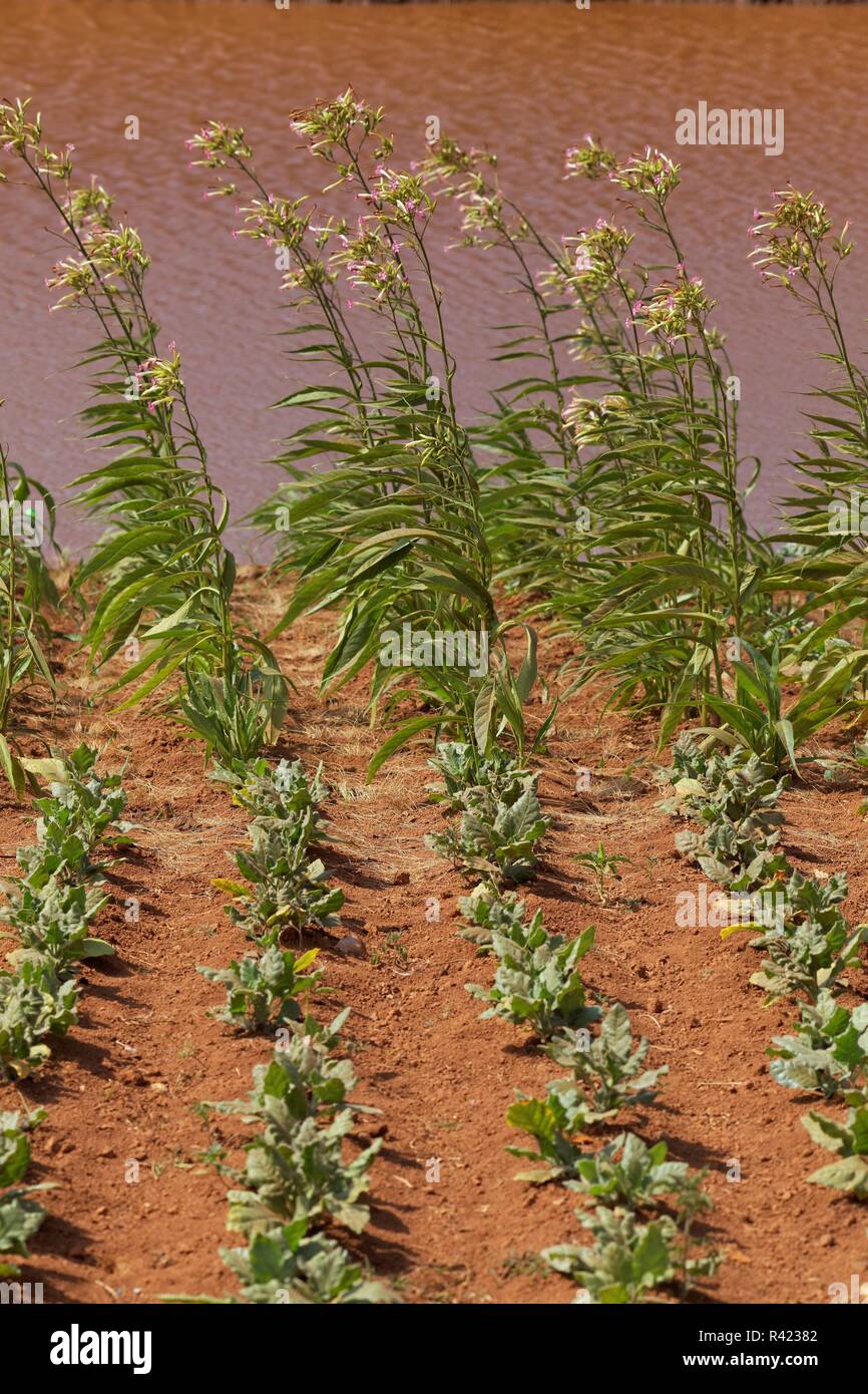 Tabakpflanzen Stockfoto