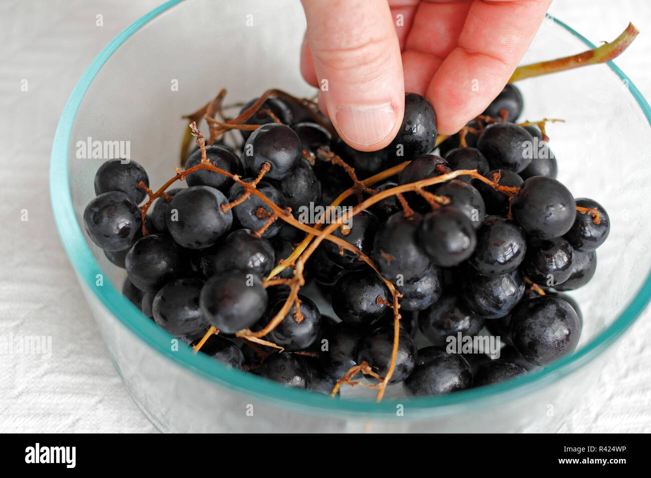Essen frische organische schwarzen Trauben Stockfoto