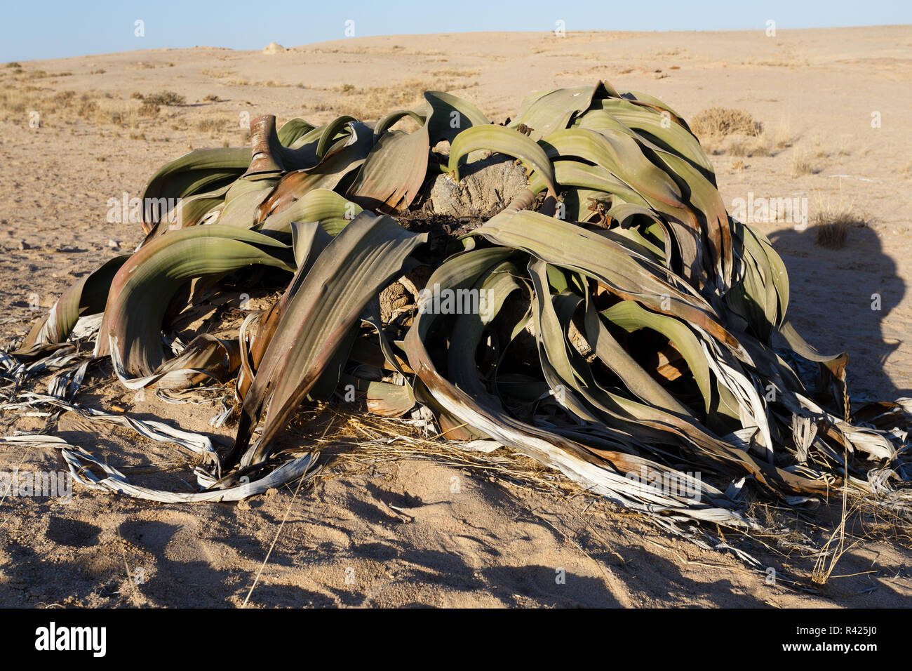 Welwitschia mirabilis, erstaunliche Wüste Anlage Stockfoto