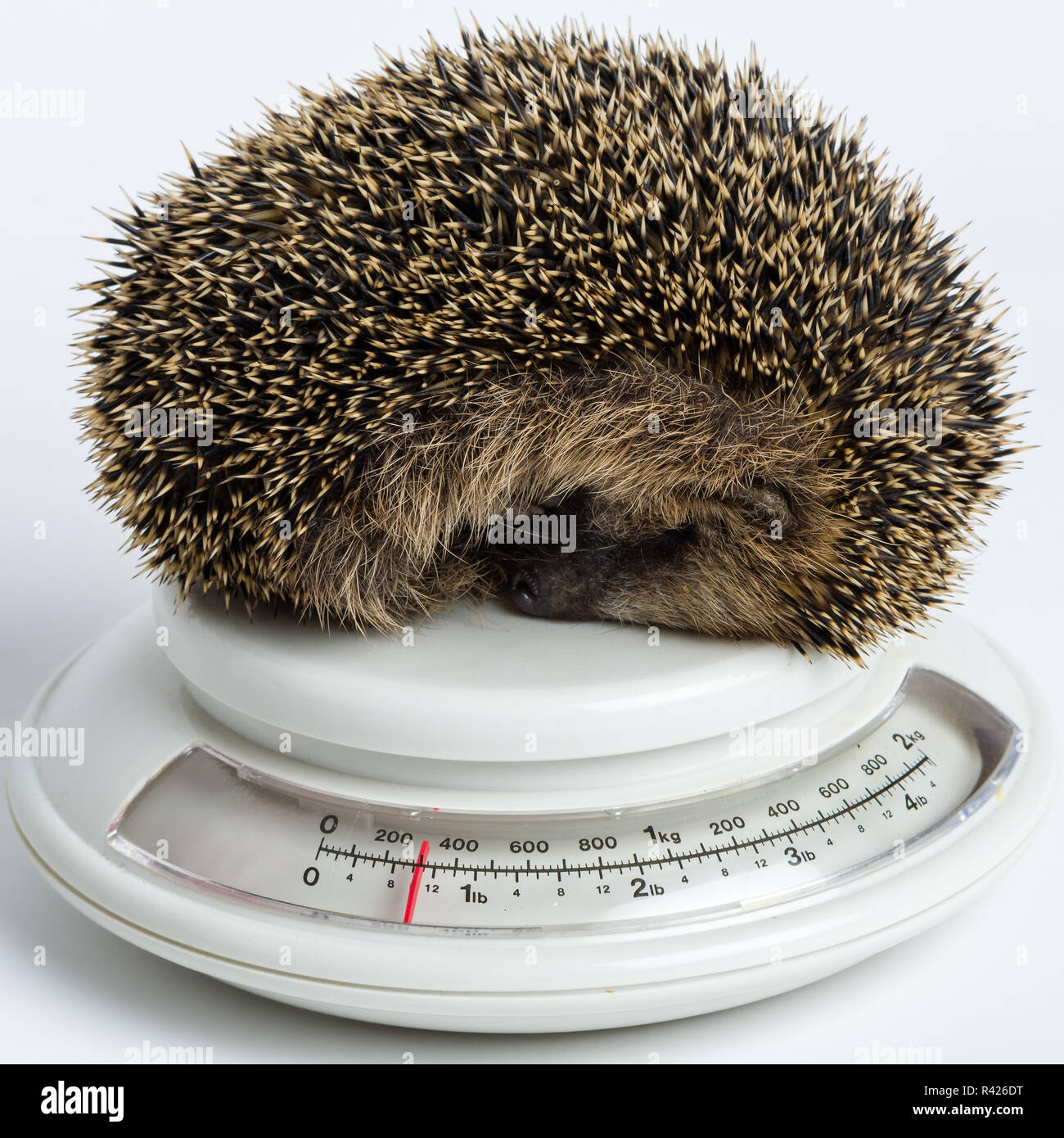 Igel schlafen auf einer Skala Stockfoto