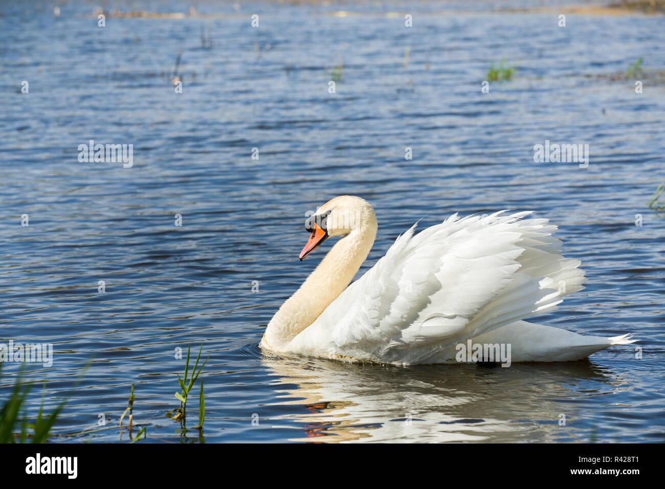 Höckerschwan Cygnus, ein Vogel auf dem Wasser Stockfoto