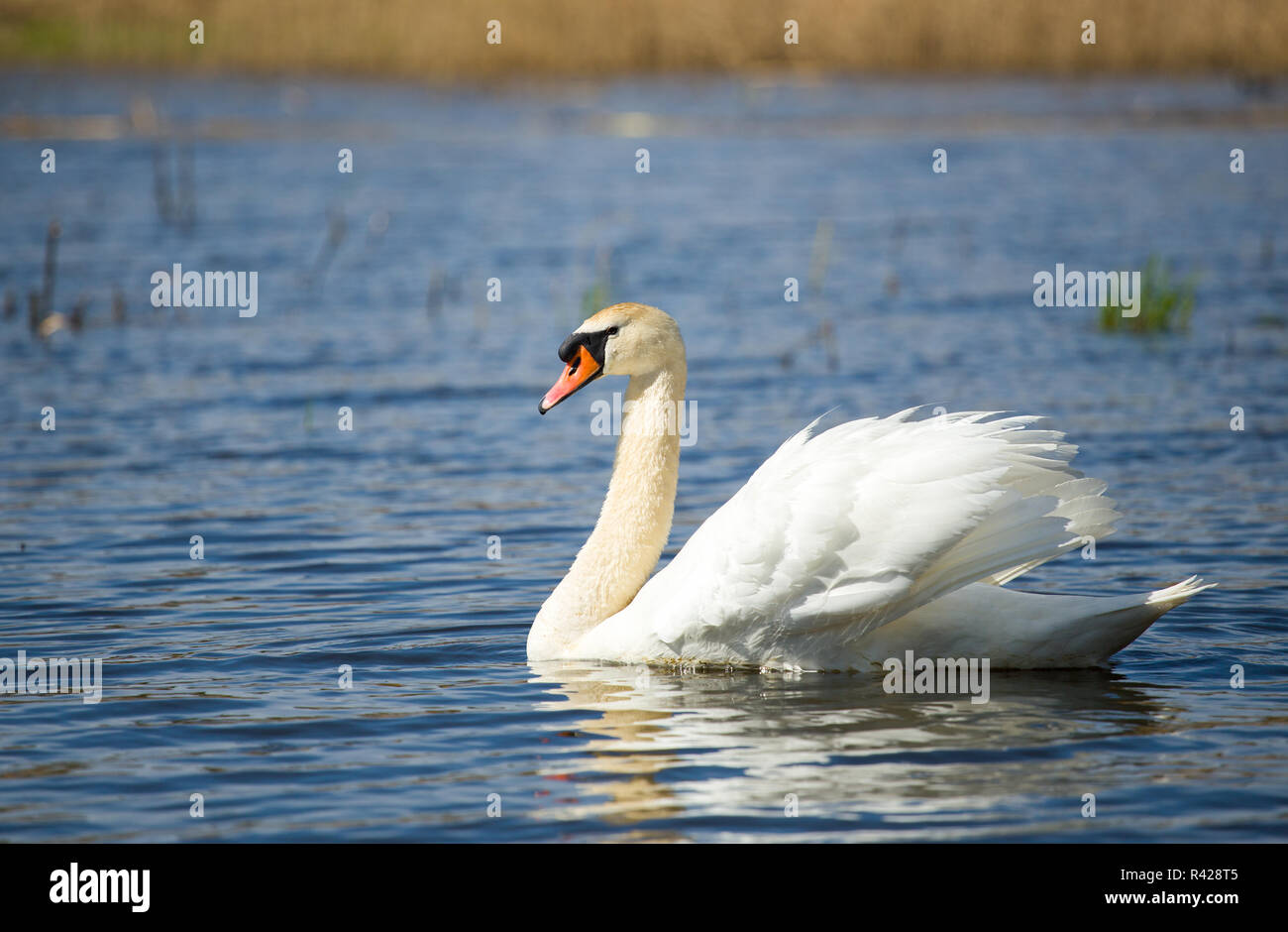 Höckerschwan Cygnus, ein Vogel auf dem Wasser Stockfoto