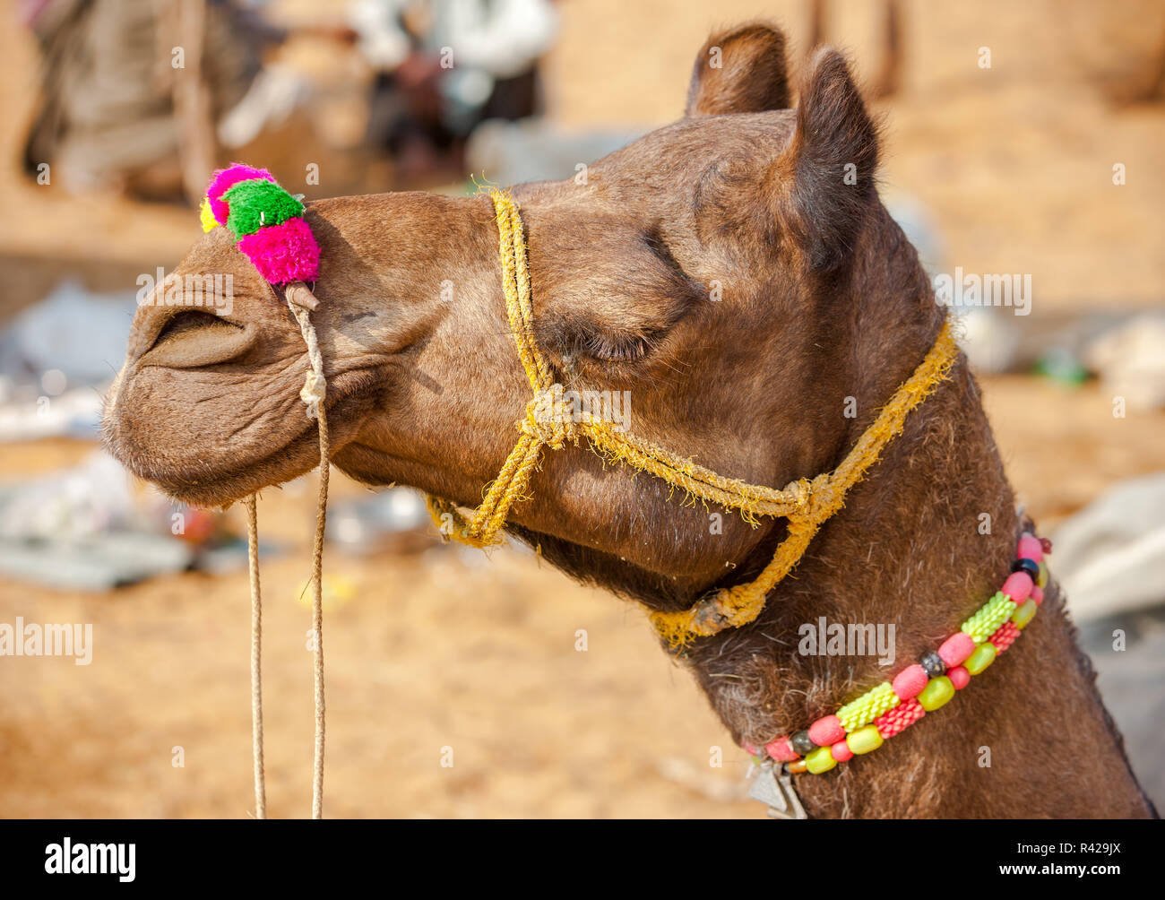 Verziert Kamel am Pushkar Fair. Rajasthan, Indien Stockfoto