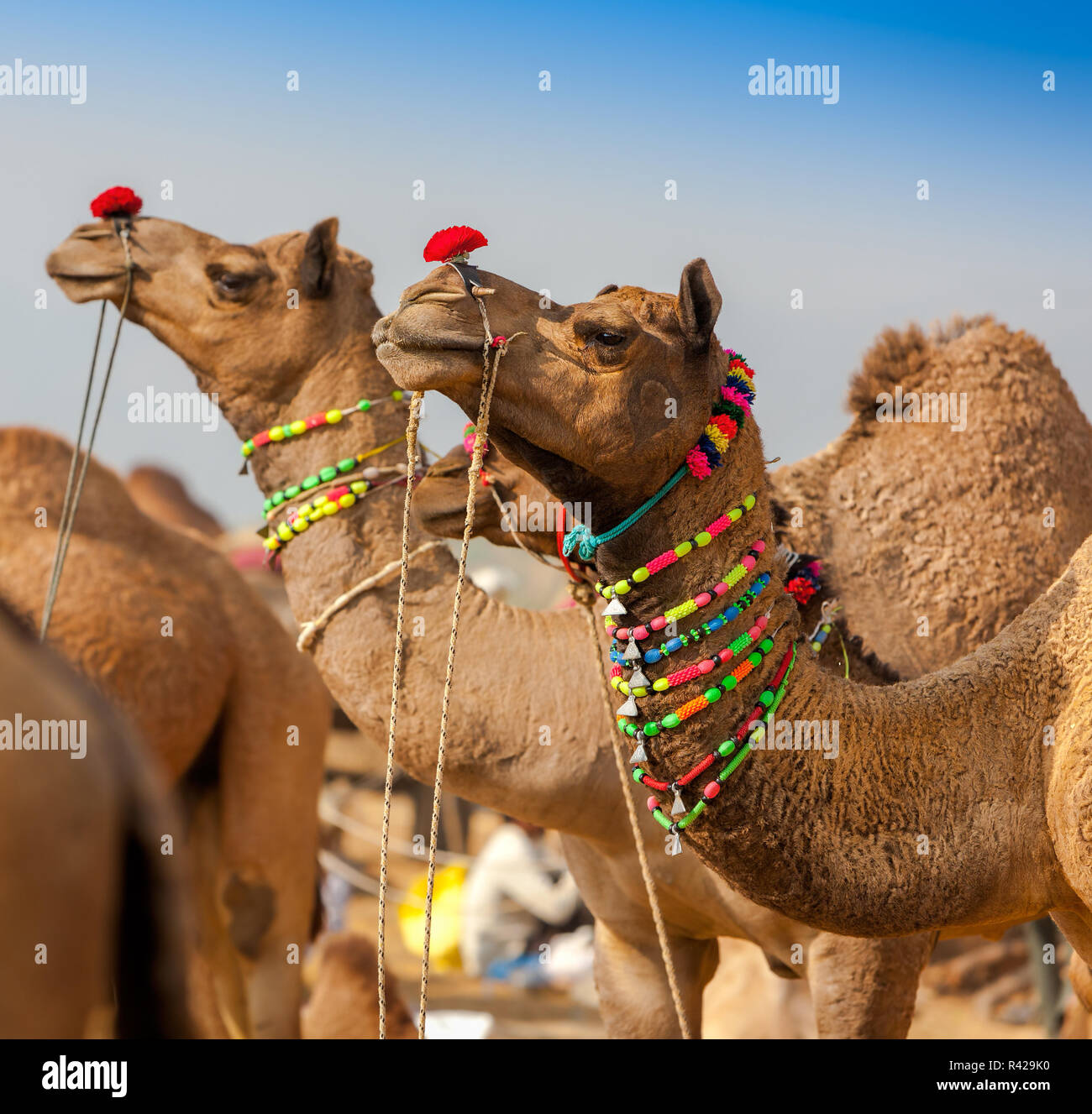 Verziert Kamel am Pushkar Fair. Rajasthan, Indien Stockfoto