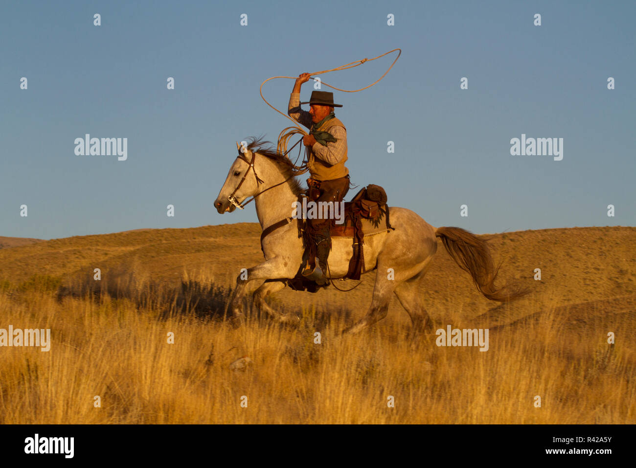 USA, Wyoming, Shell, das Versteck Ranch, Cowboy mit Lasso, galoppierendes Pferd in goldenem Licht am Ende des Tages (MR, PR) Stockfoto