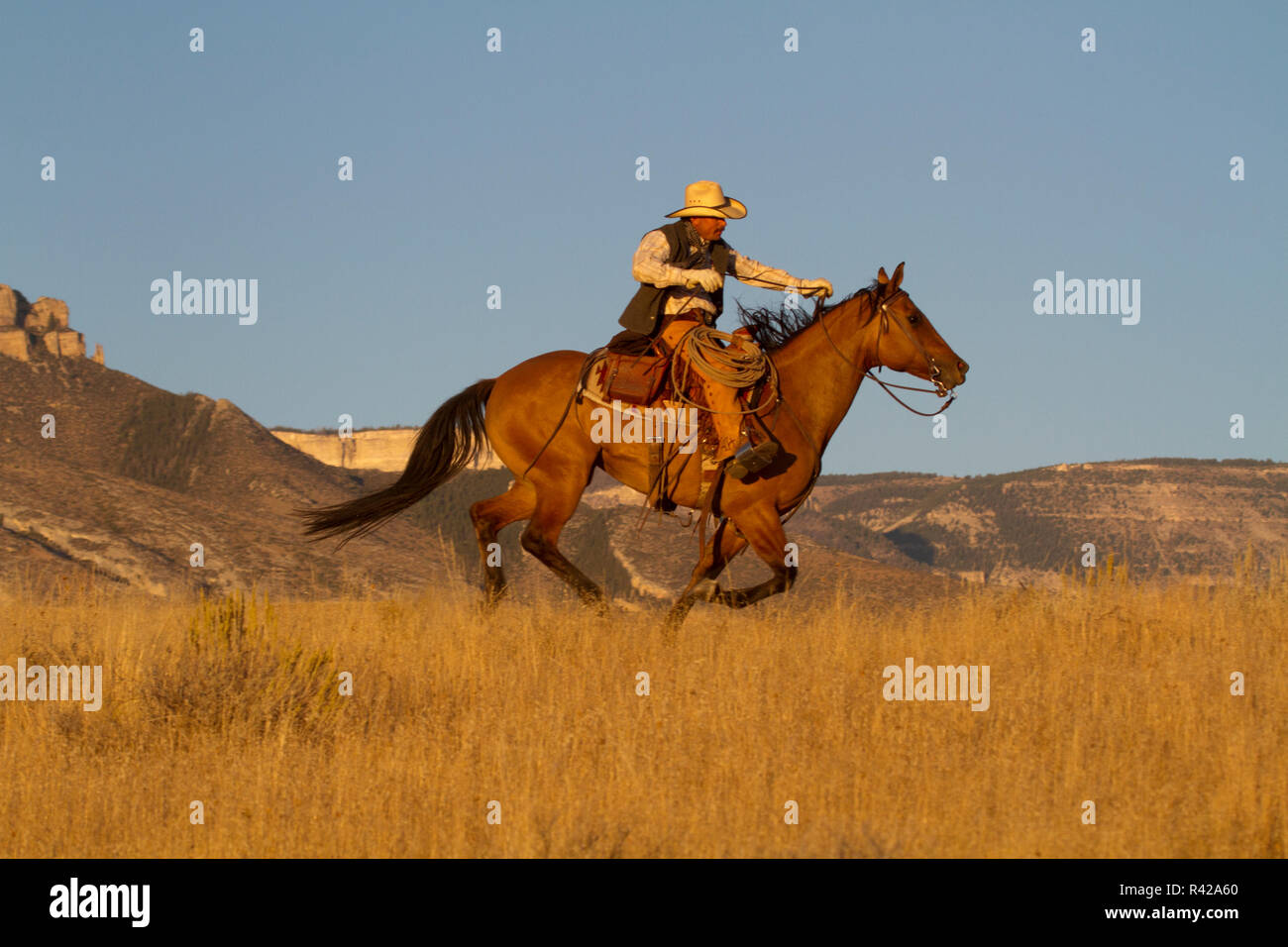 USA, Wyoming, Shell, das Versteck Ranch, Cowboy Reiten galoppierendes Pferd in goldenem Licht am Ende des Tages (MR, PR) Stockfoto