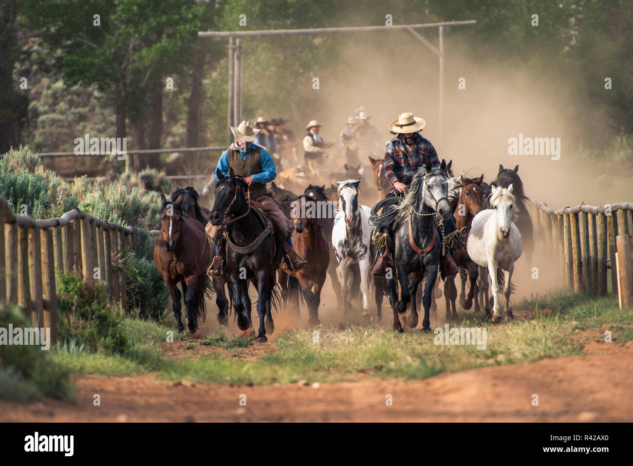 Wranglers herding Pferde zurück Ab morgen laufen Stockfoto