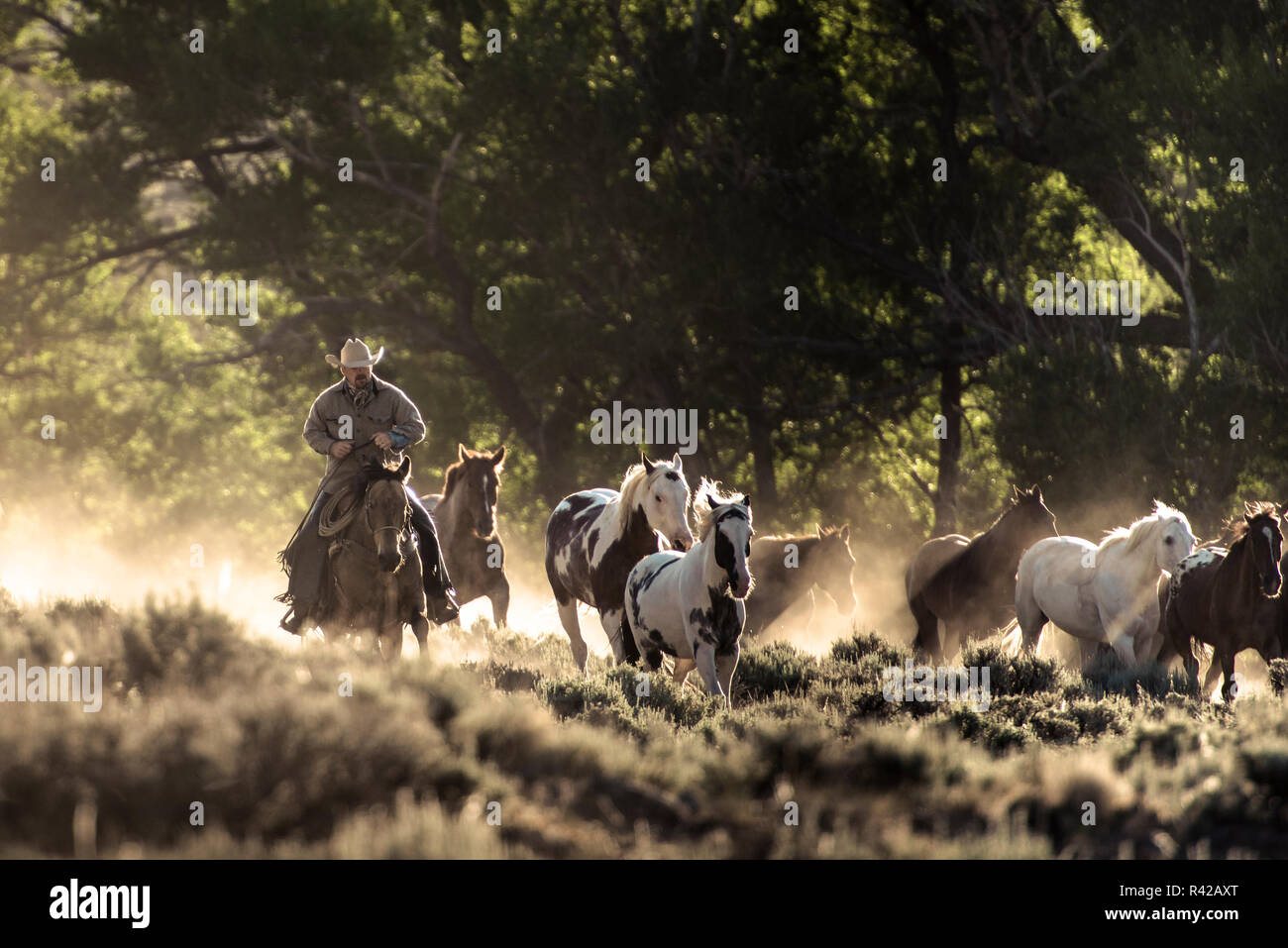 Wrangler herding Pferde durch ein staubiges Feld und Bäume mit Sonnenstrahlen, die durch kommen Stockfoto