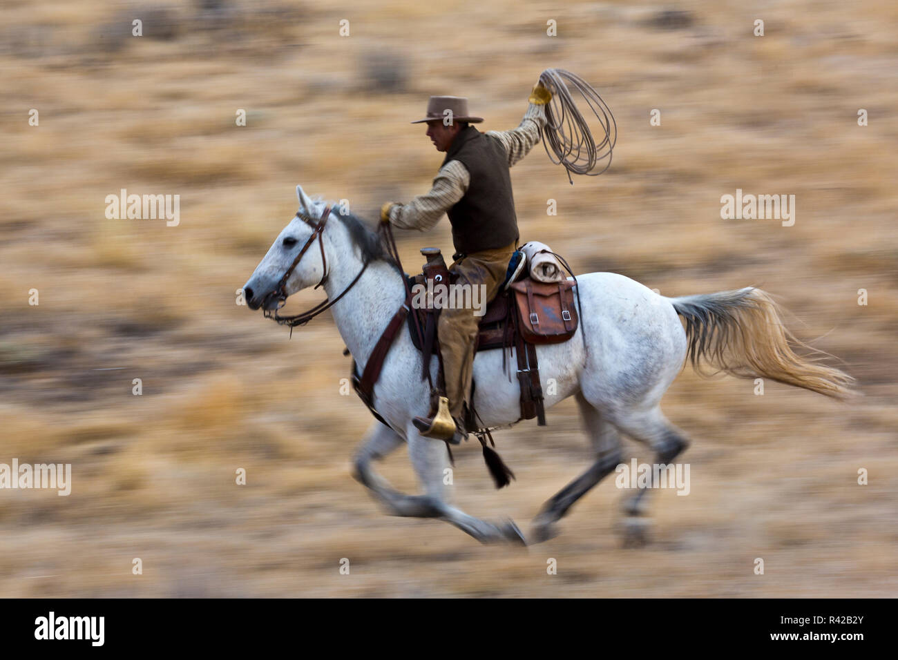 USA, Wyoming, Shell, Cowboy in vollem Galopp reiten die Reichweite und  Abseilen Stockfotografie - Alamy