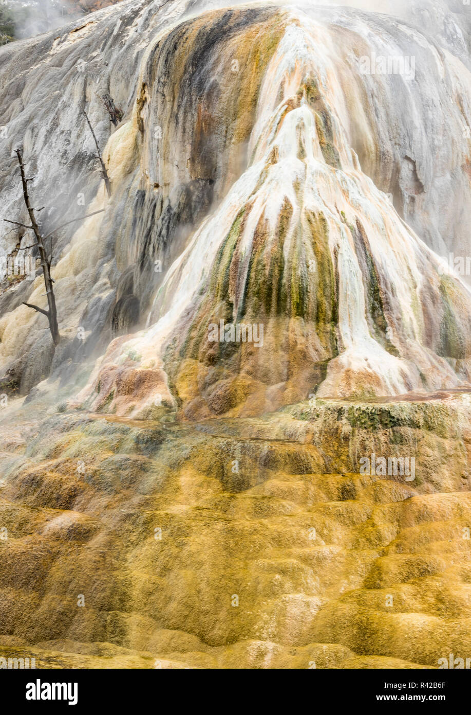 Geysir Damm gebeizt mit thermophilen Mikroorganismen, Mammoth Hot Springs, Yellowstone National Park. Stockfoto
