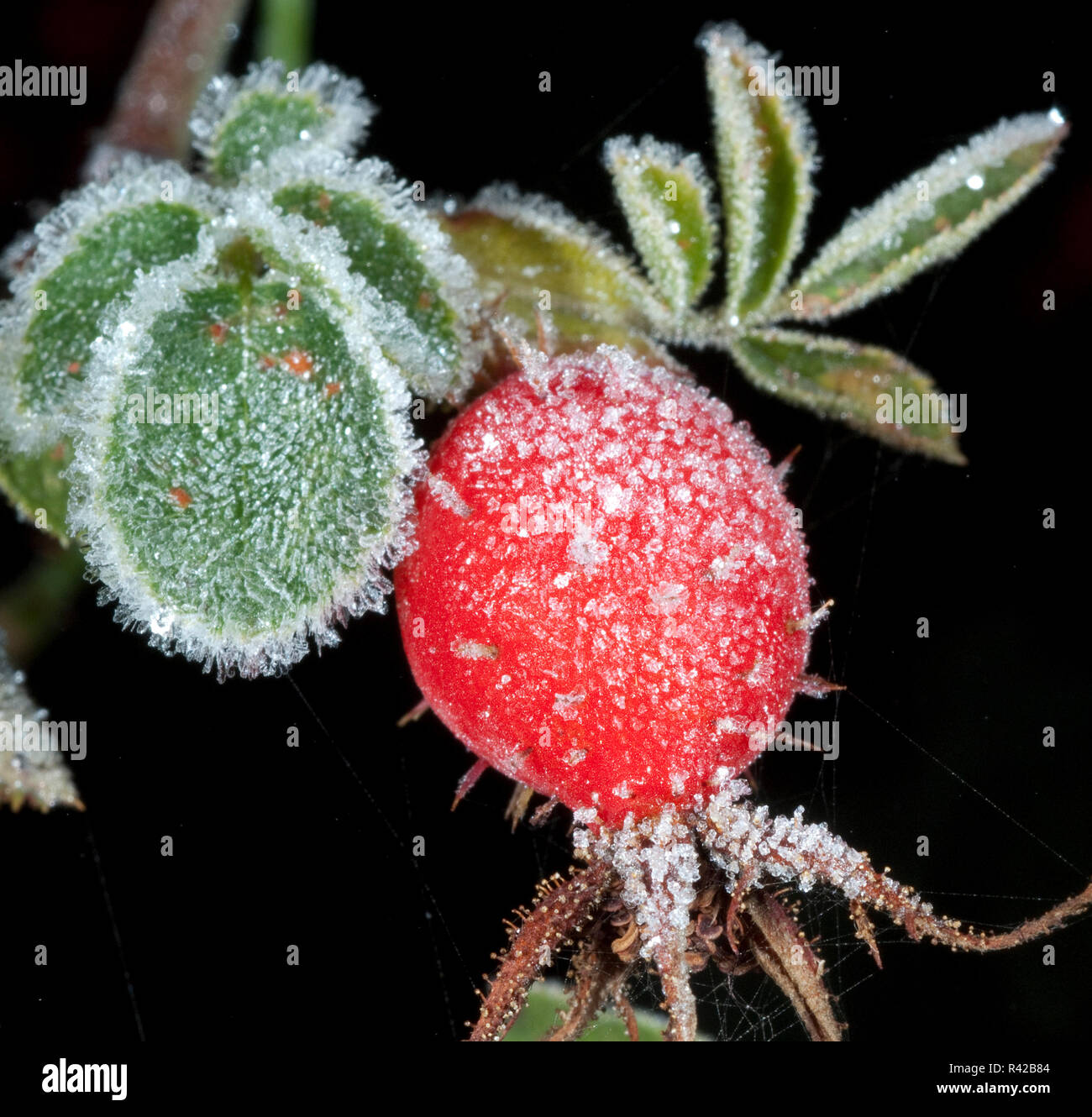 Hagebutten Rauhreif raureif Beeren Stockfoto