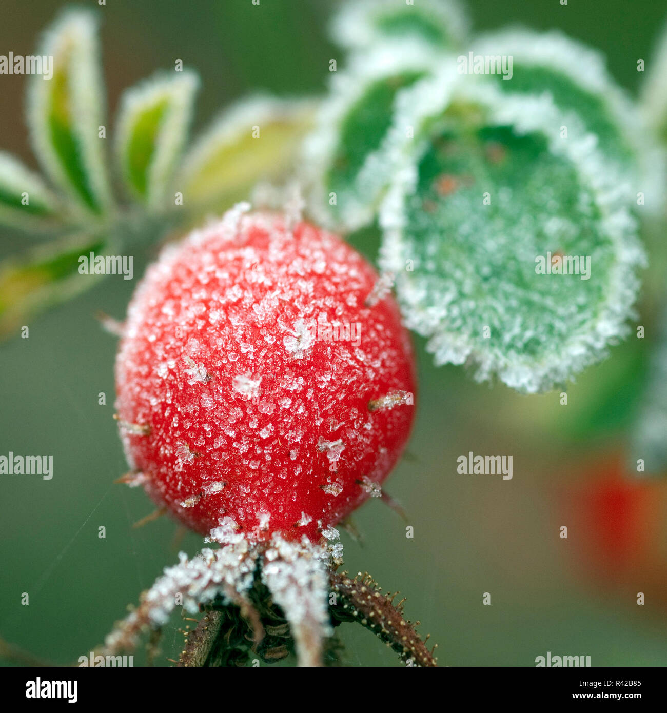 Hagebutten Rauhreif raureif Beeren Stockfoto