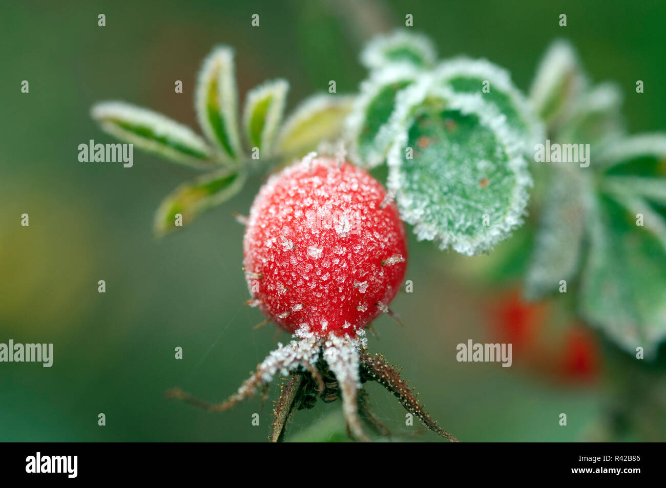 Hagebutten Rauhreif raureif Beeren Stockfoto