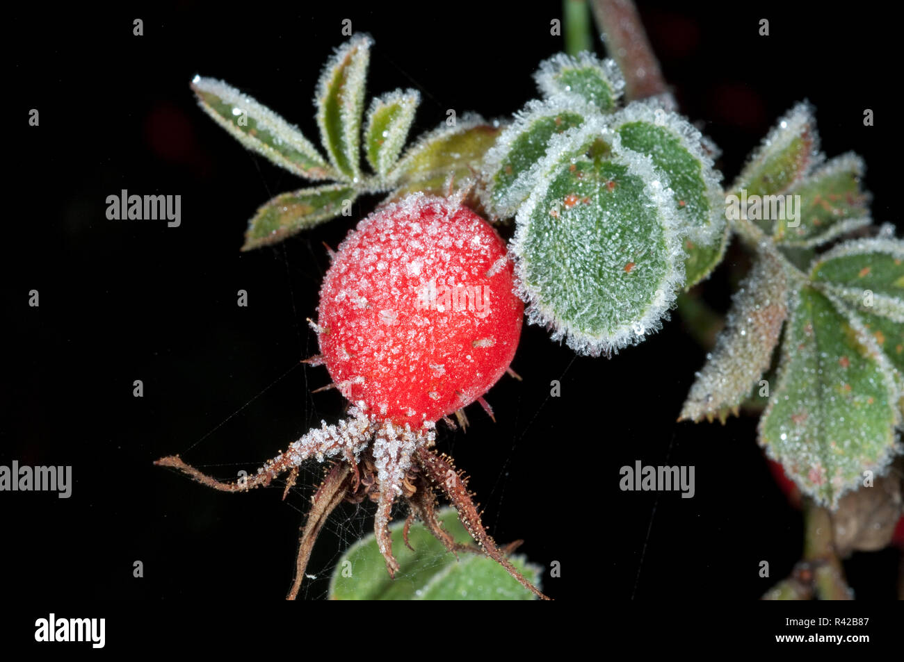 Hagebutten Rauhreif raureif Beeren Stockfoto