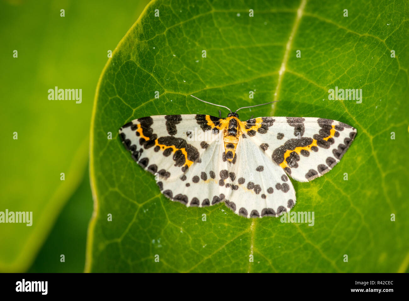 Abraxas grossulariata Schmetterling auf einem großen Blatt Stockfoto