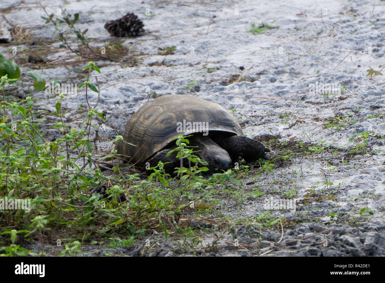 Gopher Tortoise (Gopherus Polyphemus) bei hohen Bergrücken Scrub Natural Area, Boynton Beach, Palm Beach County, Florida, USA Stockfoto