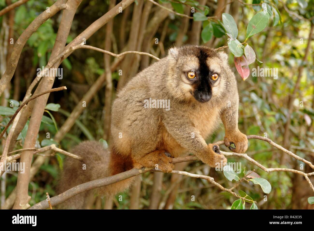 Brauner Maki Stockfoto