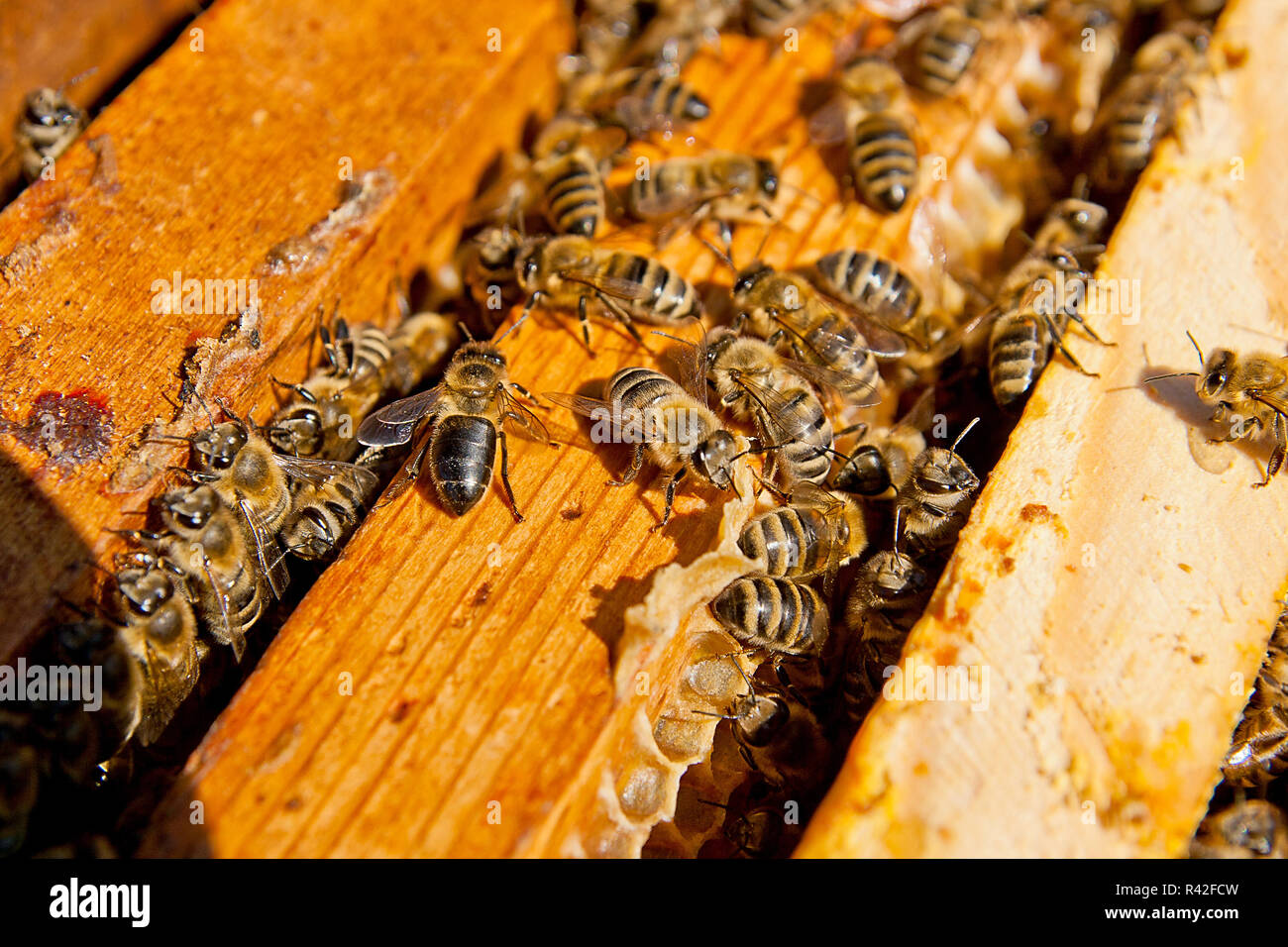 Nahaufnahme der Bienen schwärmen auf einer Wabe. Stockfoto