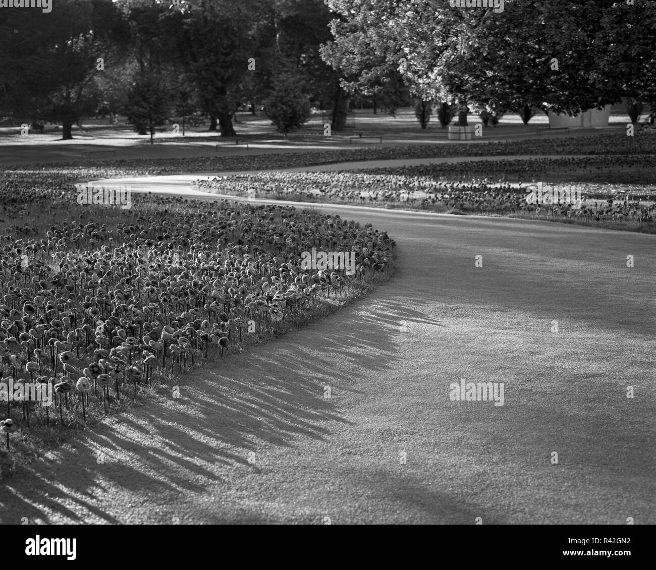 Die Mohnblume Anzeige am National War Memorial in Canberra das 100-jährige Jubiläum des Ende des Zweiten Weltkriegs 1 zu gedenken. Stockfoto