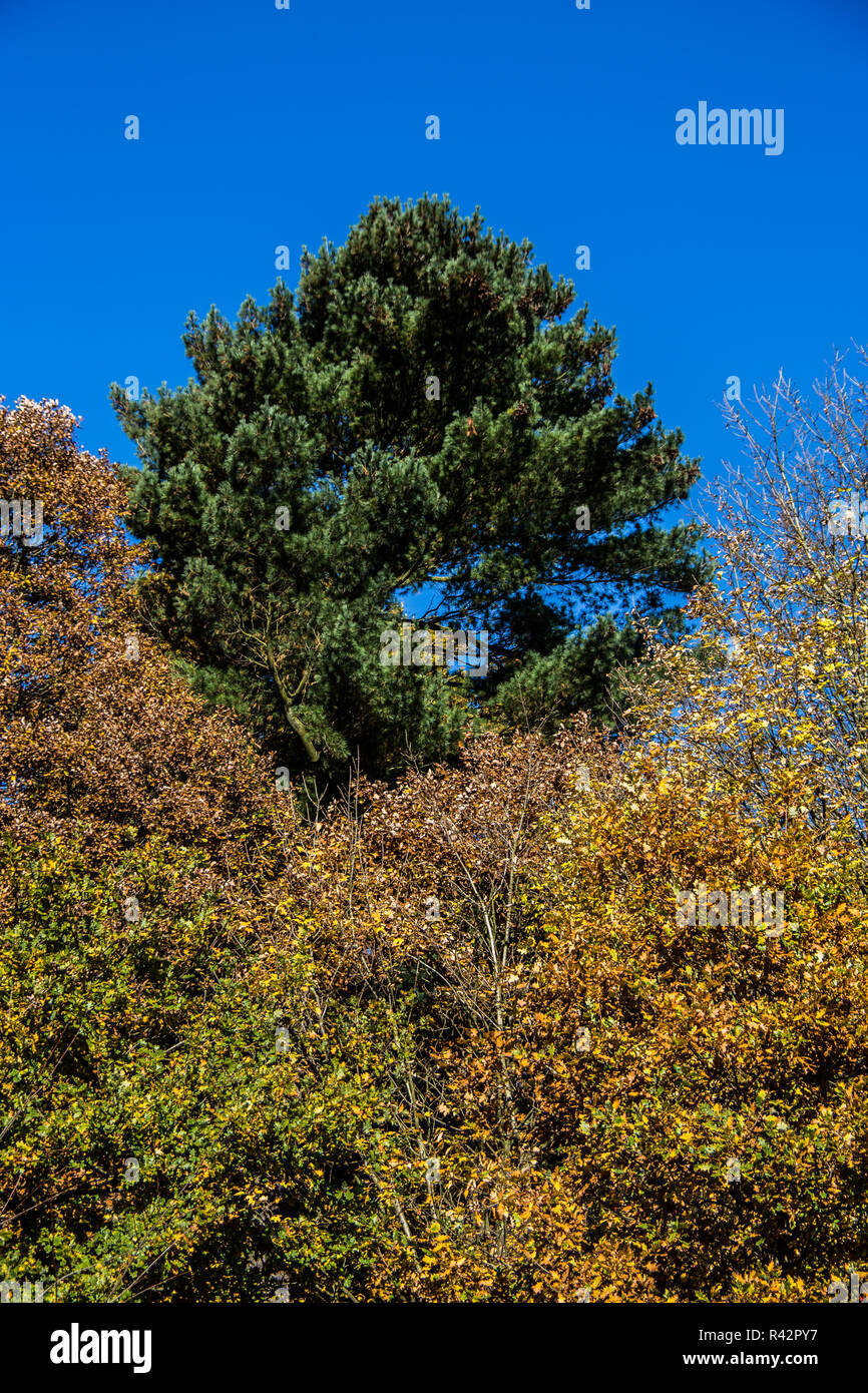 Herbst Wald mit Laubbäumen Stockfoto
