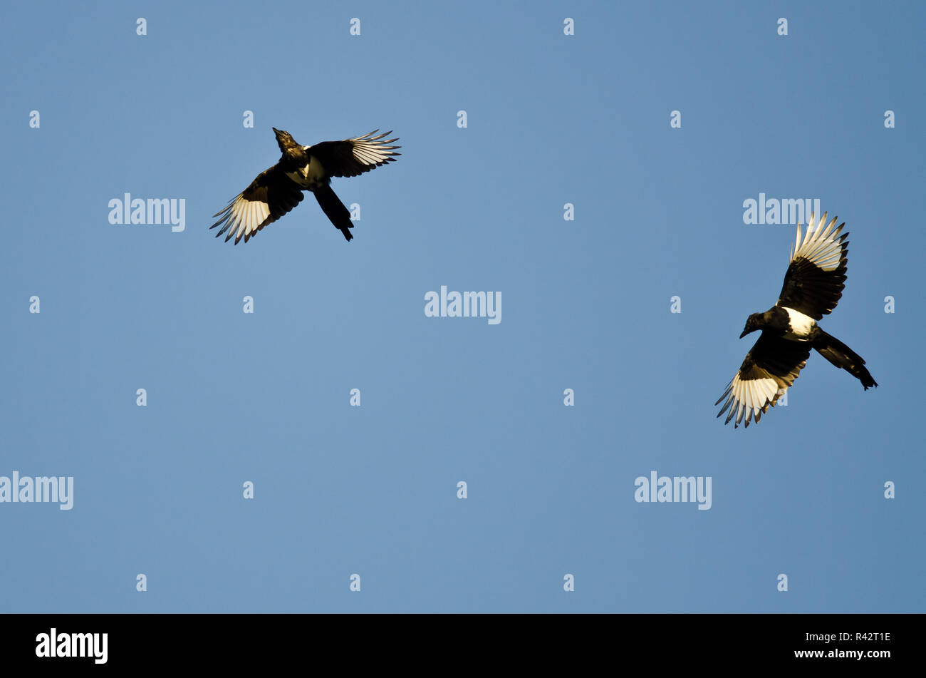 Zwei schwarz-billed Elstern Fliegen in einem blauen Himmel Stockfoto