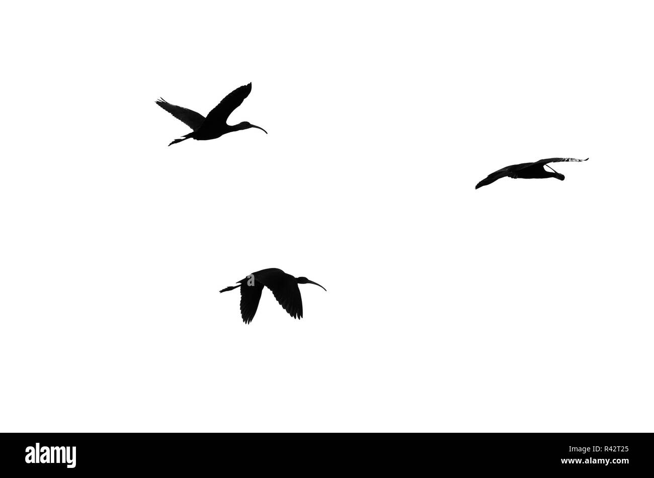 Drei White-Faced Ibis Silhouetted auf weißem Hintergrund Stockfoto