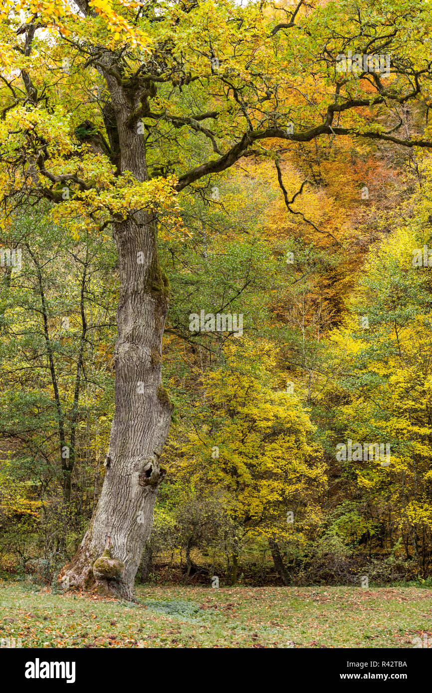 König Eiche Stockfoto