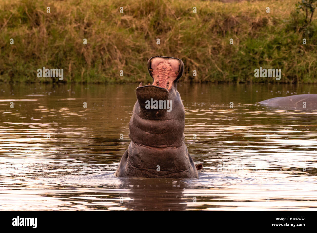 Dieses Bild von Nilpferd ist in der Masai Mara in Kenia. Stockfoto