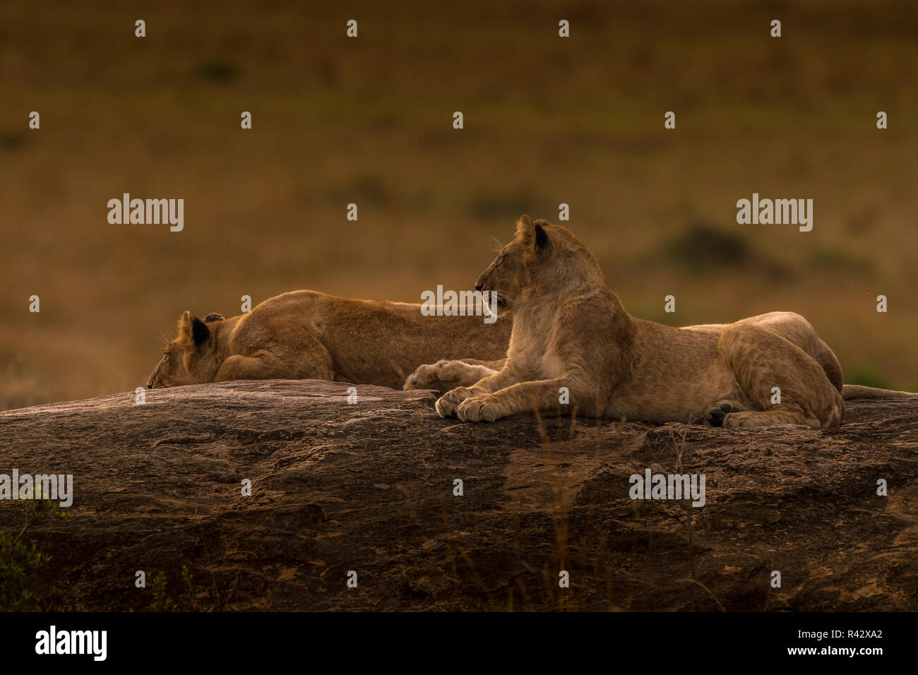 Dieses Bild von Löwe Familie ist in der Masai Mara in Kenia getroffen, Stockfoto