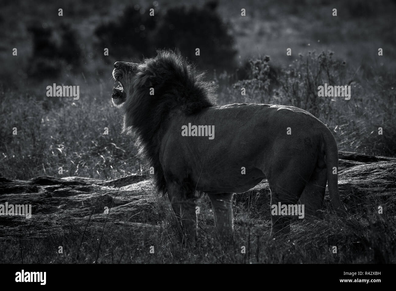Dieses Bild von Lion ist in der Masai Mara in Kenia. Stockfoto
