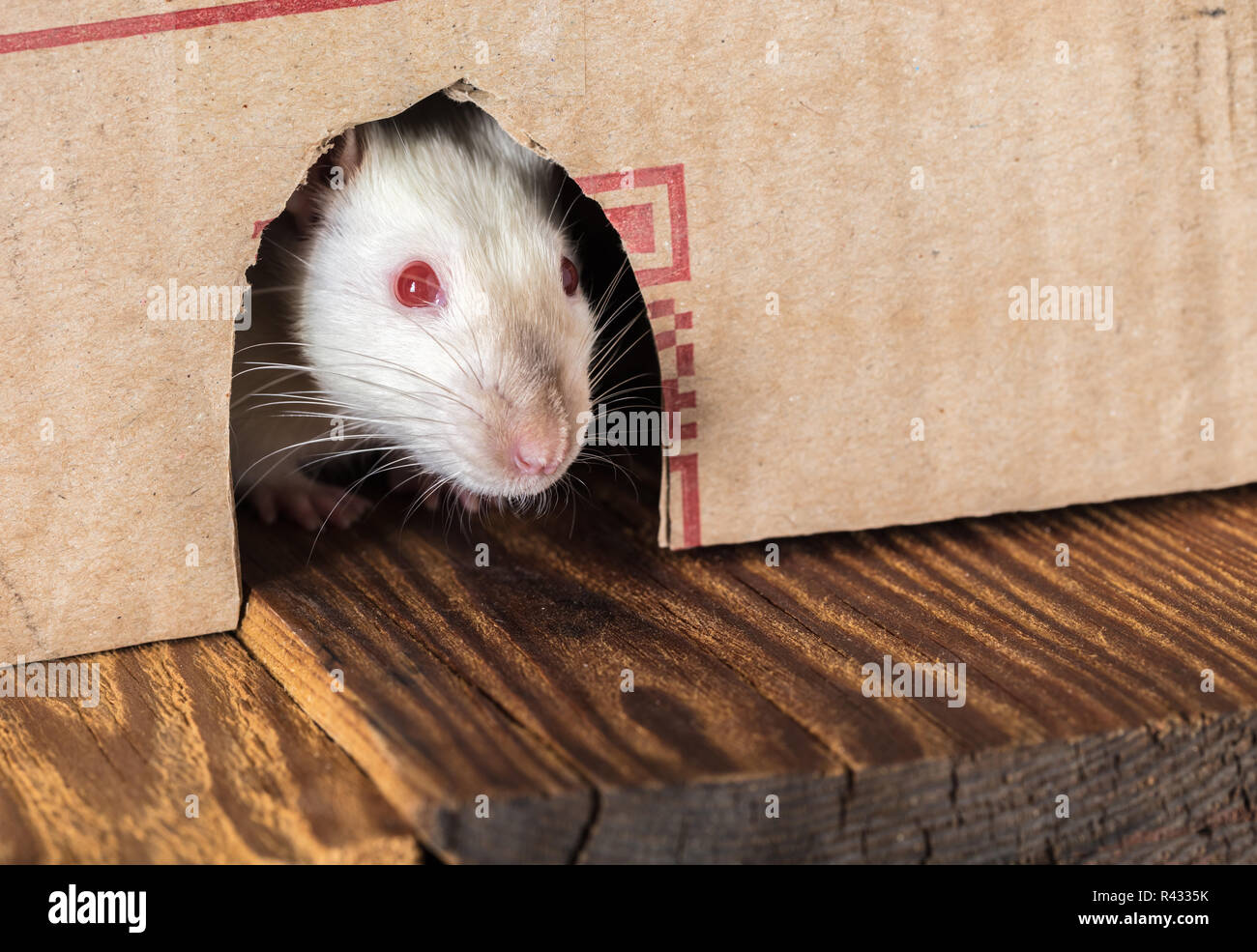 Weiße Ratte peeking aus der box close-up Stockfoto