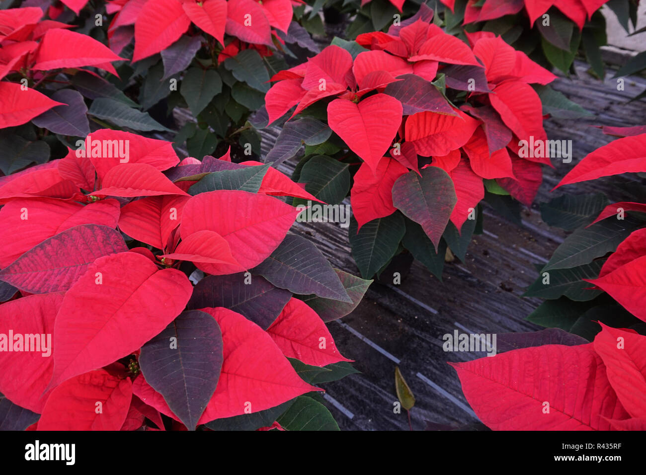 Weihnachtsstern Weihnachtsstern rot Blume Pflanze Stockfotografie - Alamy