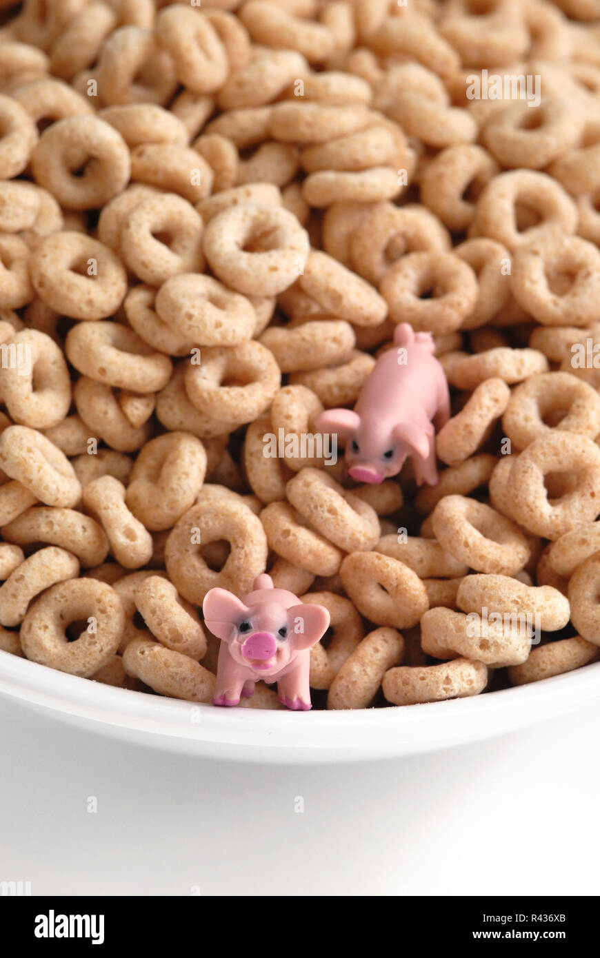 Zwei Schweine durch eine riesige Schüssel mit Cheerios Cerealien Wade. Stockfoto