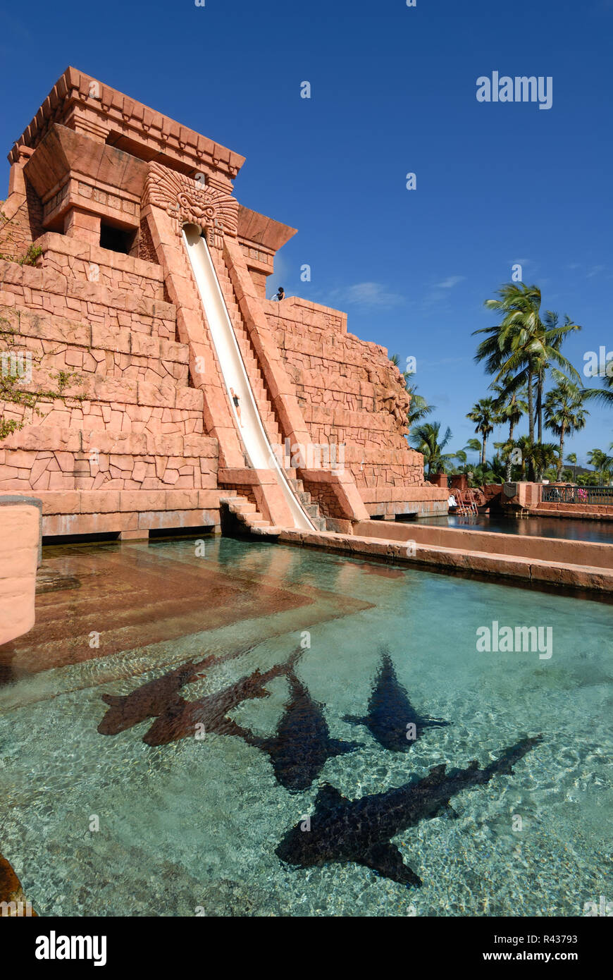 Fünf große Haie sind einige der marine Leben, dass der Pool vor der Rutsche im Mayan Temple bewohnen. Die Vorlage ist eine von vielen Wasser Stockfoto