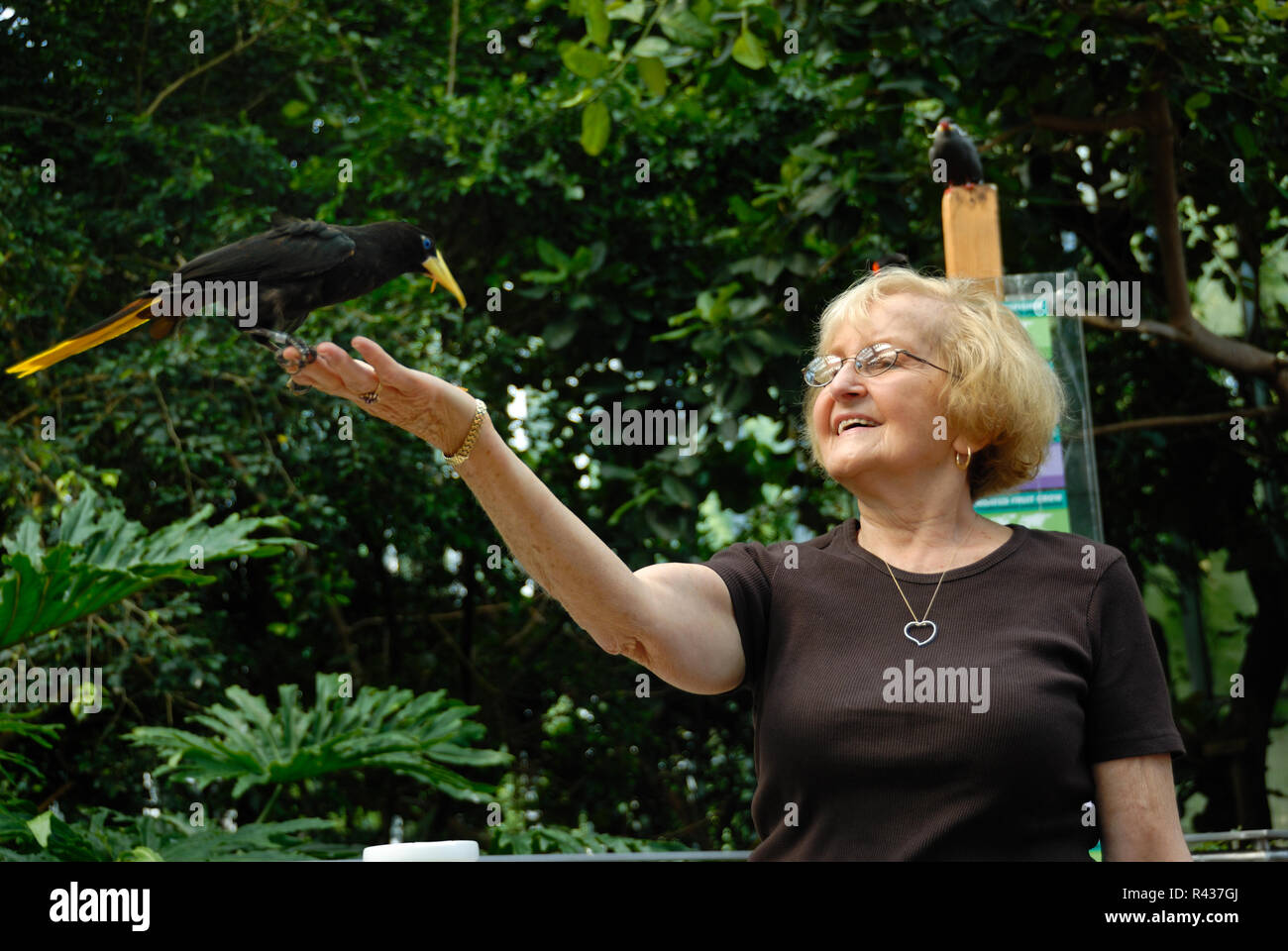Eine alte Frau hält einen Vogel auf der ausgestreckten Hand während einer interaktiven Fütterung im Feuchtgebiet des National Aviary in Pittsburgh gehockt, Pe Stockfoto