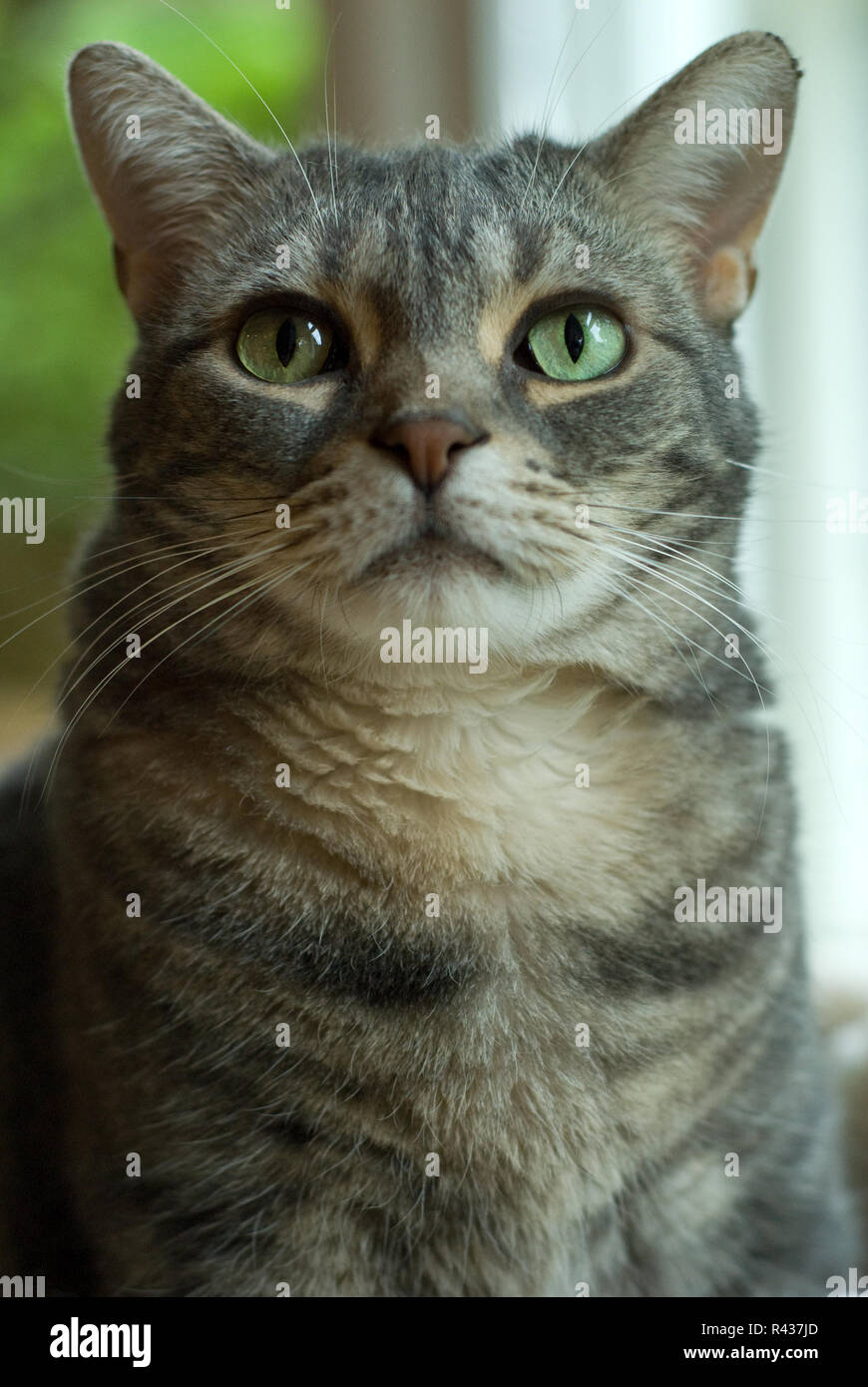 Dieses American Shorthair Katze stellt ruhig für ein Portrait. Stockfoto