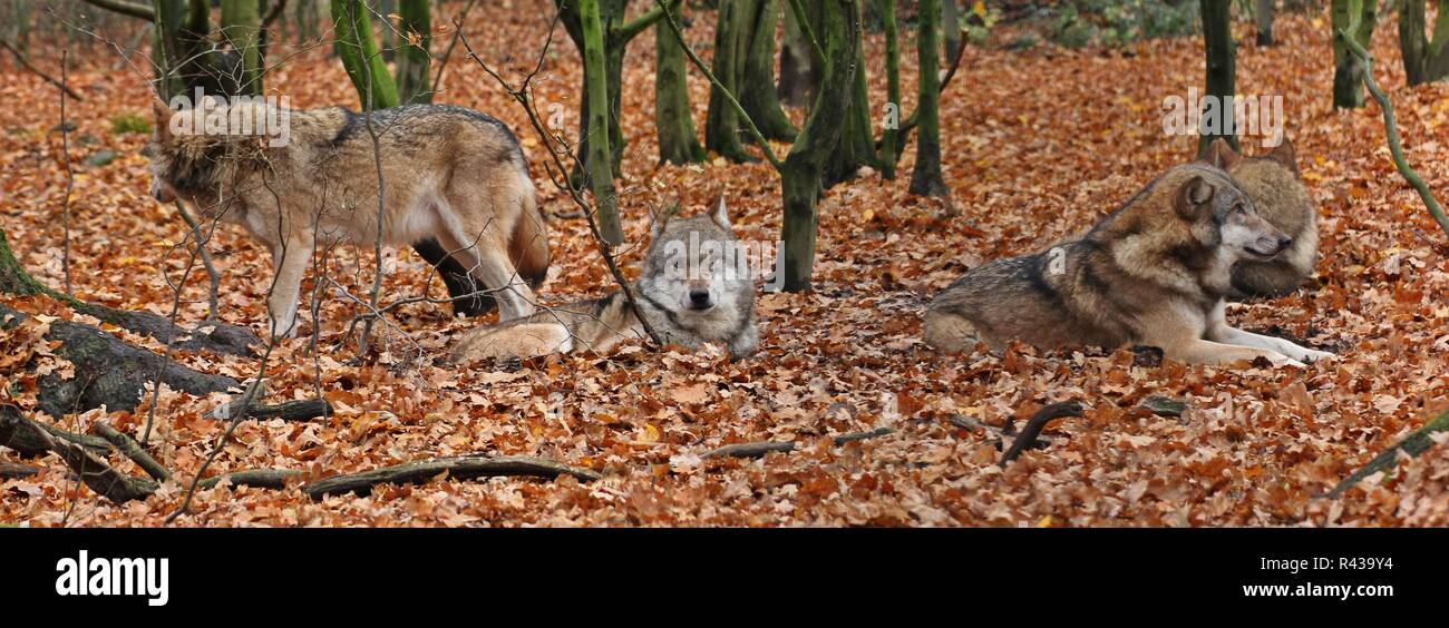 Schlafende Wolf Pack (Canis lupus) Stockfoto