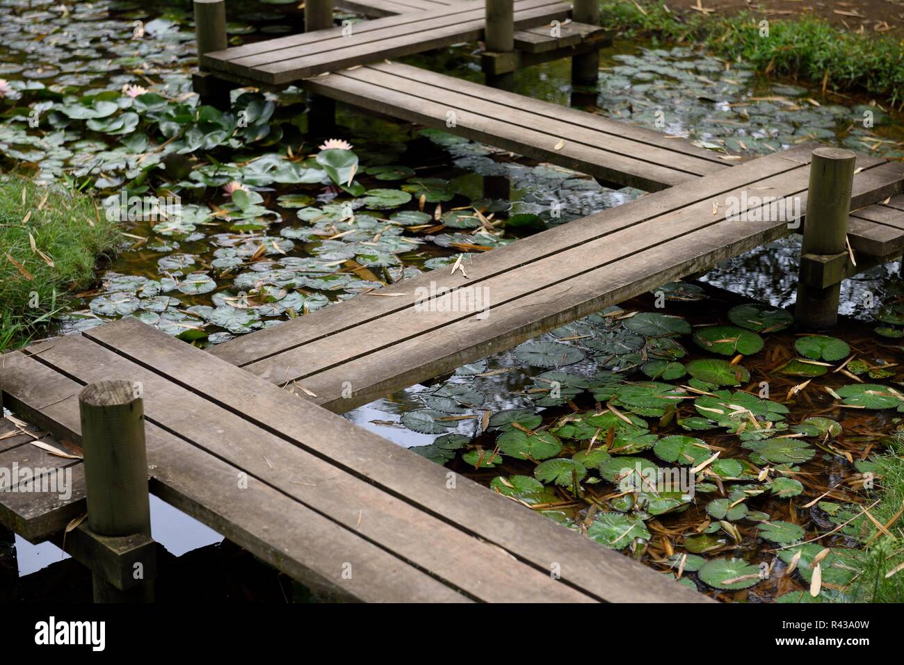 Friedlicher, ruhiger Zick-Zack-Holzweg, Fußgängerbrücke über einen mit Seerosen gefüllten Wasserteich Stockfoto