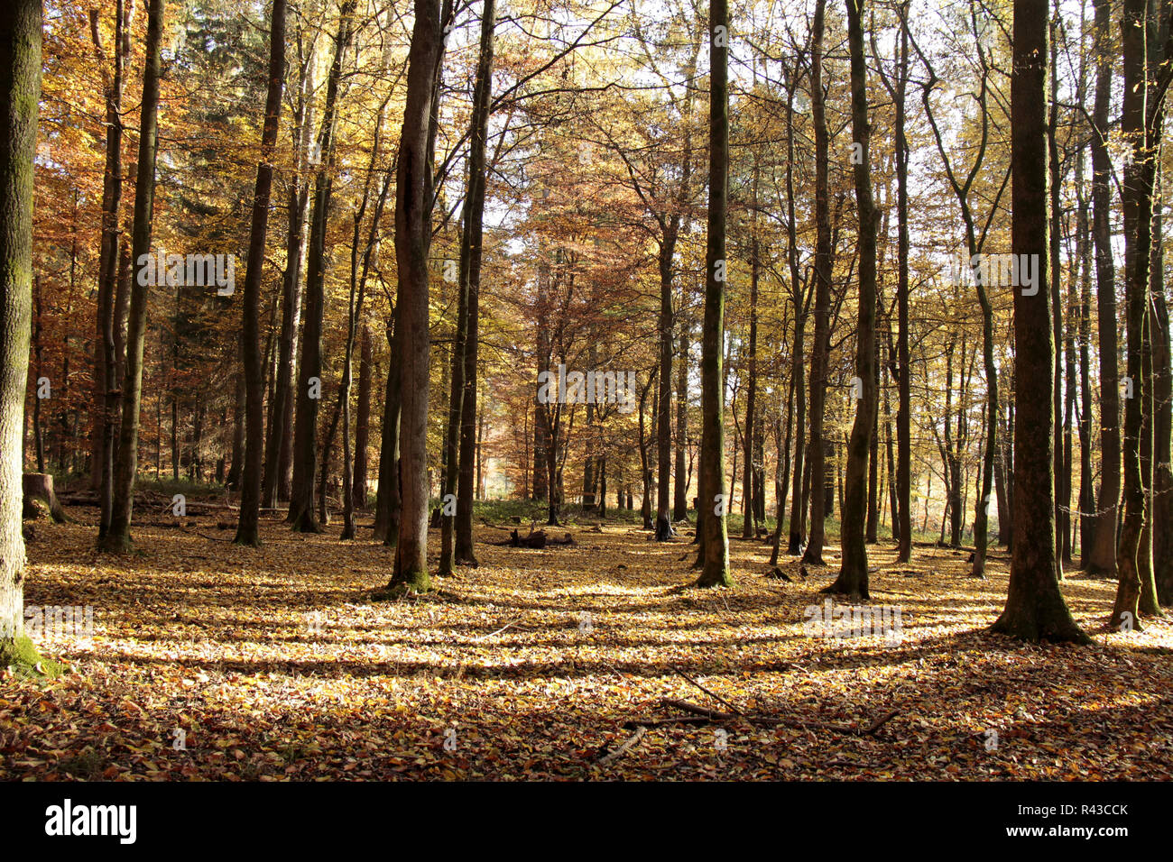 Quellgebiet Wehre in bad Meinberg Stockfoto