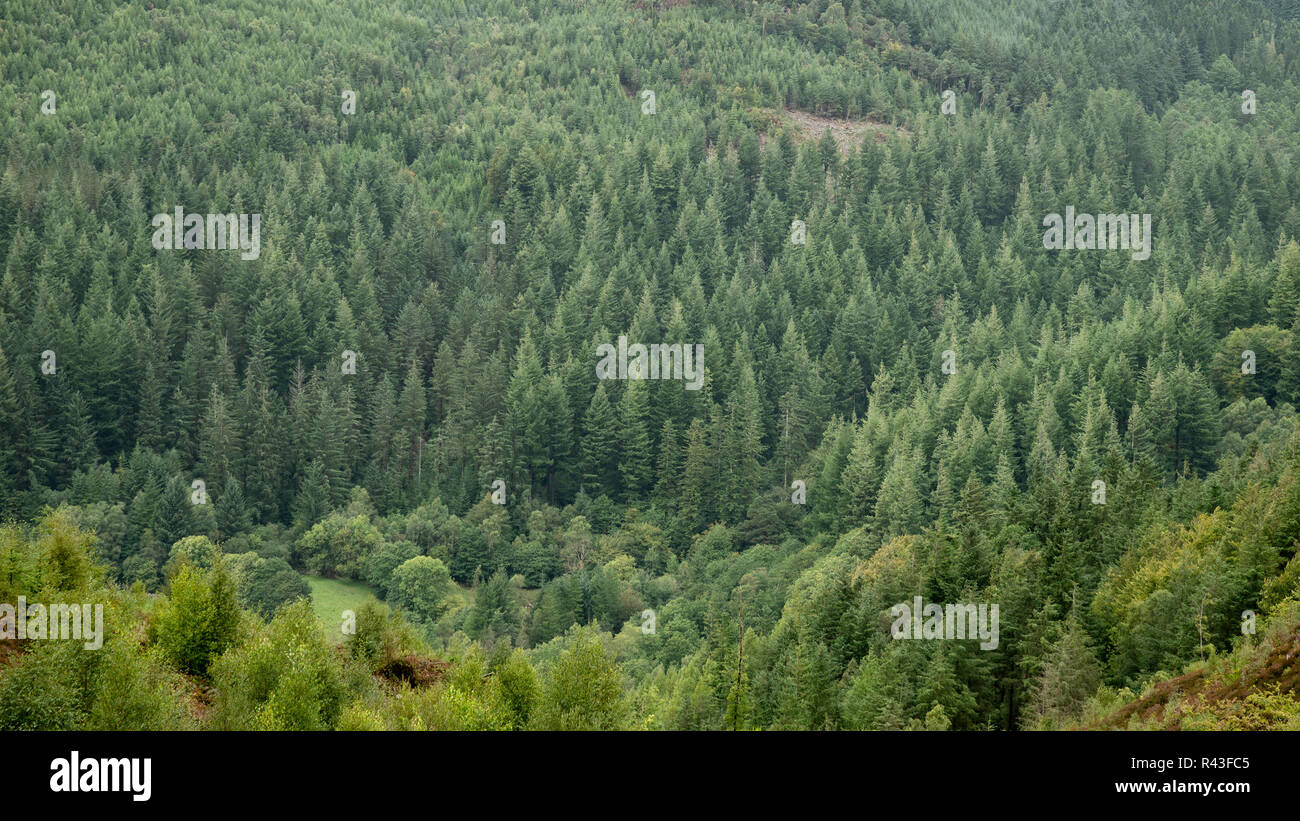 Wunderschöne Landschaft Bild der Blick vom Abgrund weg in Snowdonia mit Blick auf Hirtshals und Coed-y-Brenin Wald während der regnerischen Nachmittag im September Stockfoto