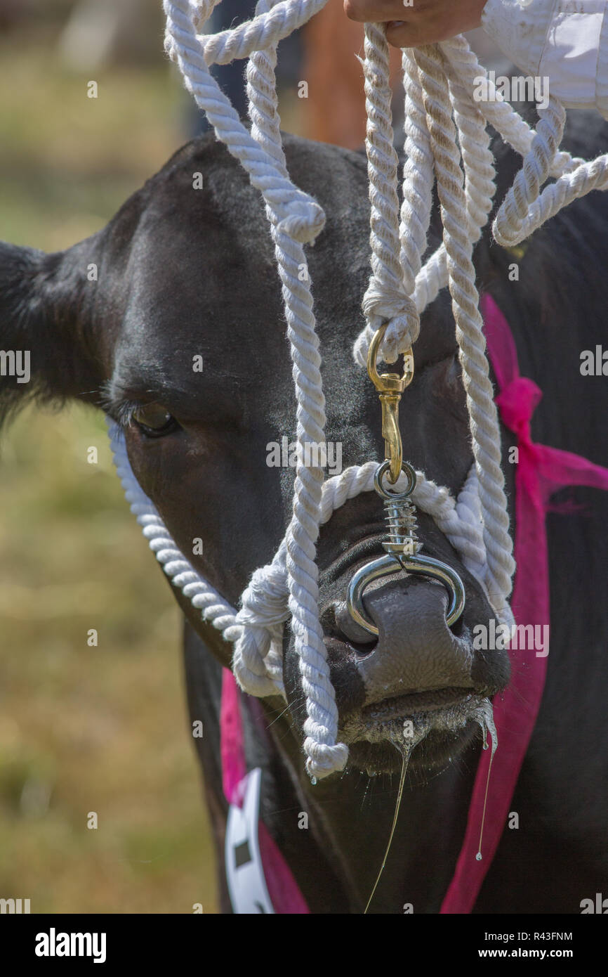 Aberdeen Angus lenken, "seilschaften" Weiß Halfter und durch die Nase Ring statt. Aylsham jährliche Landwirtschaftliche zeigen, Blickling, Norfolk Stockfoto