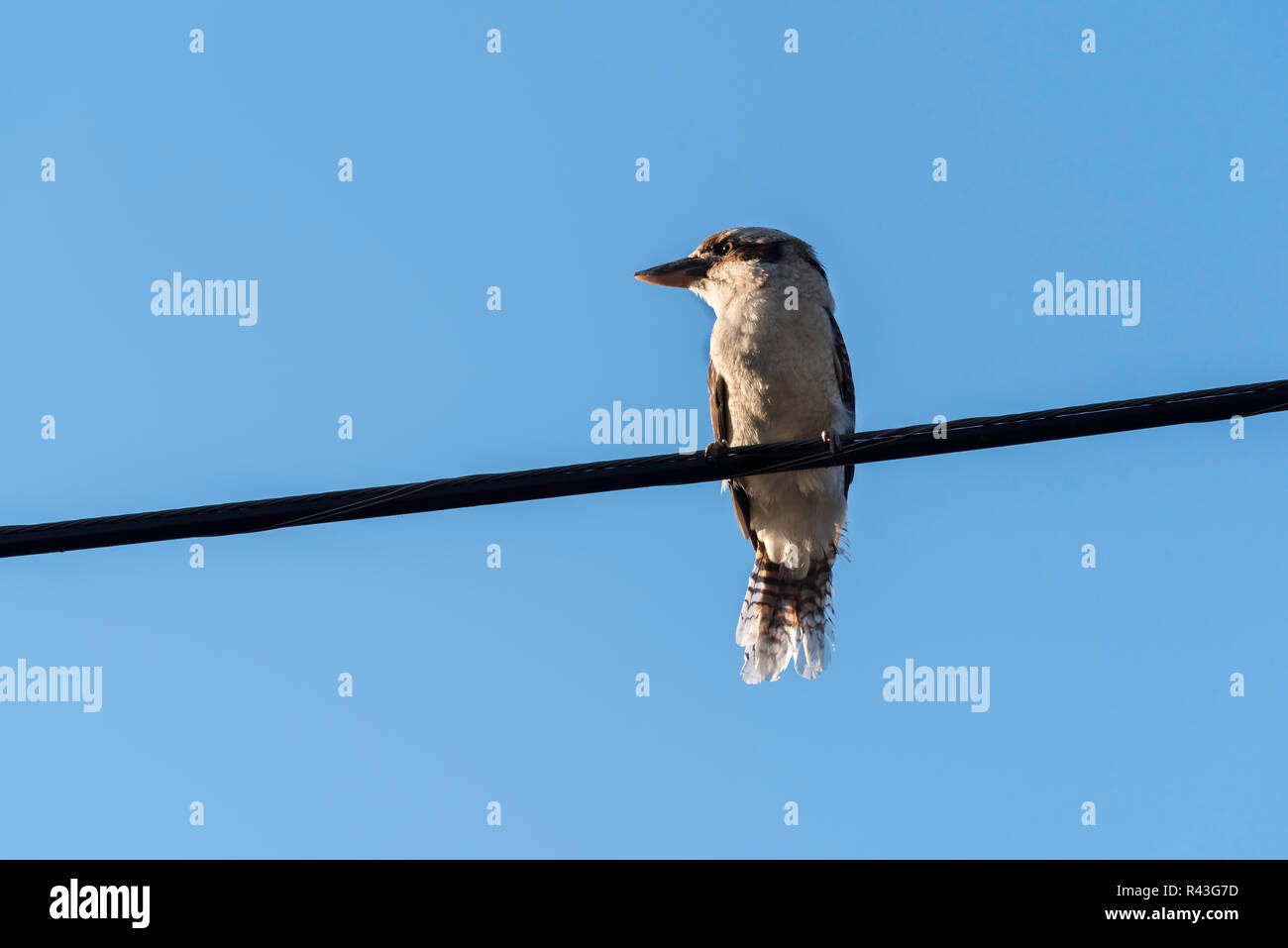 Ein Laughing Kookaburra (Dacelo novaeguineae) auf eine elektrische Leitung ist eine einheimische australische fleischfressender Vogel Stockfoto