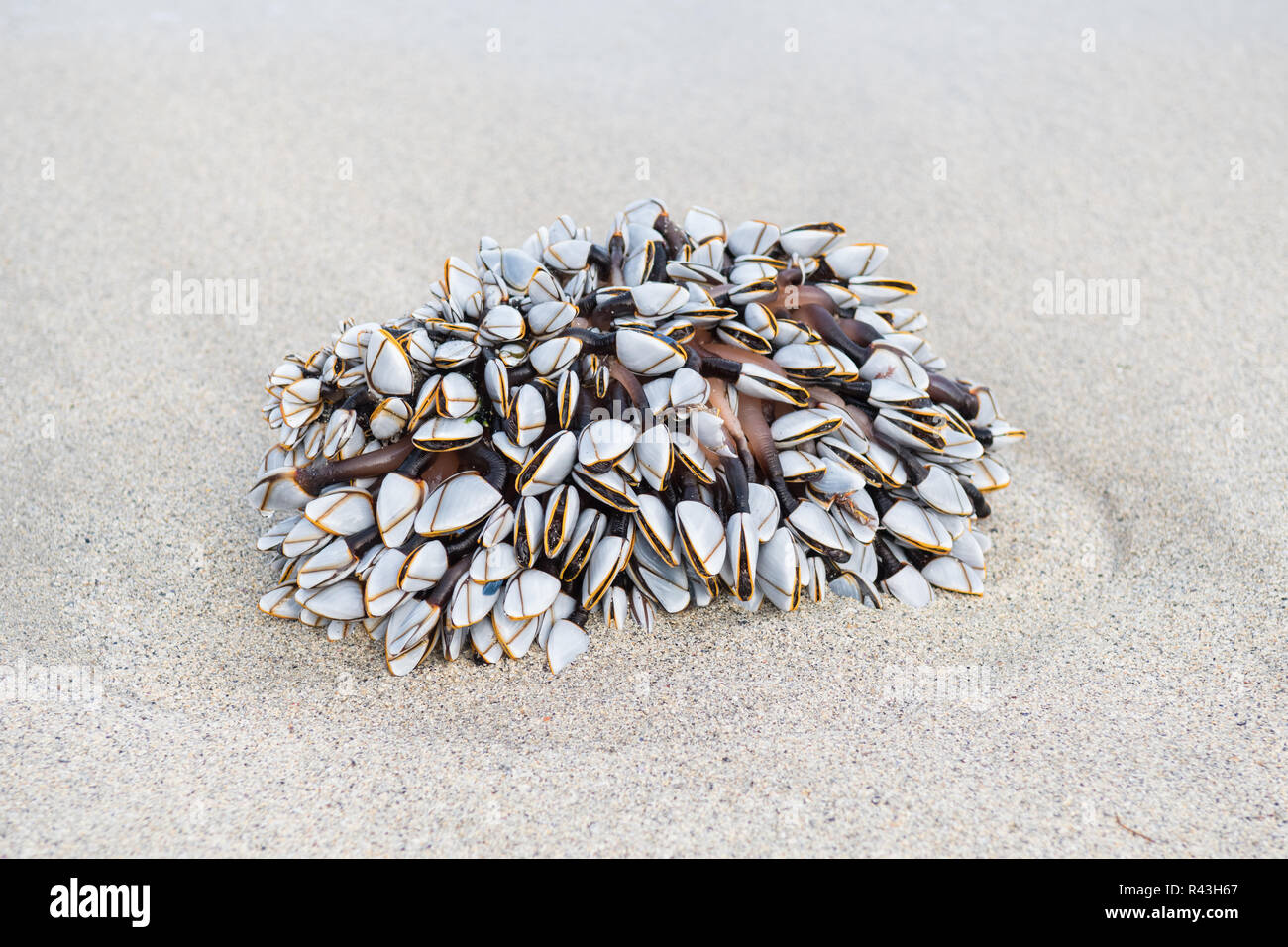 Schwanenhals oder Gans seepocken - lepas anatifera - gewaschen oben am Strand Stockfoto