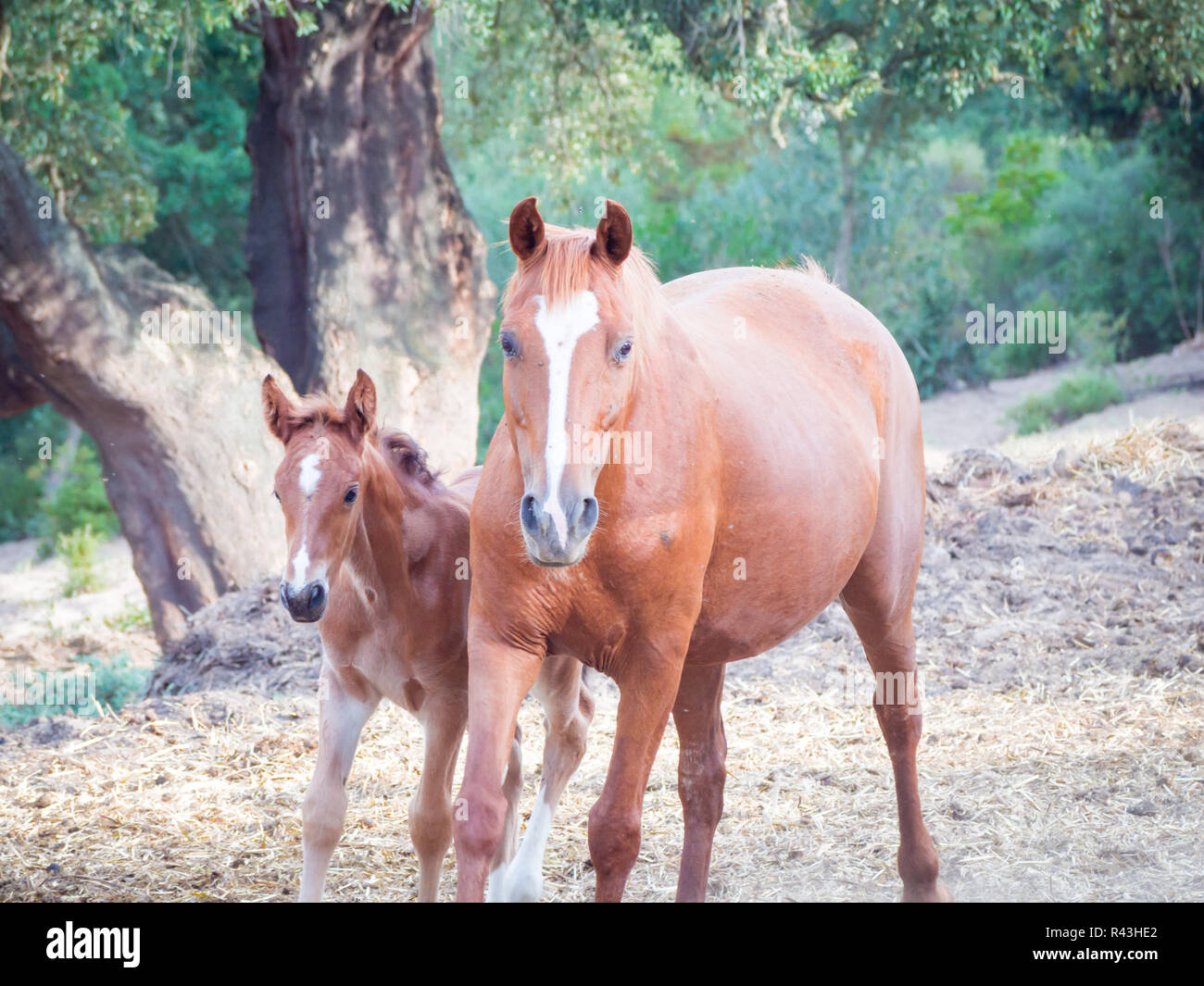 Euro mit dunklen Hintergrund Stockfoto