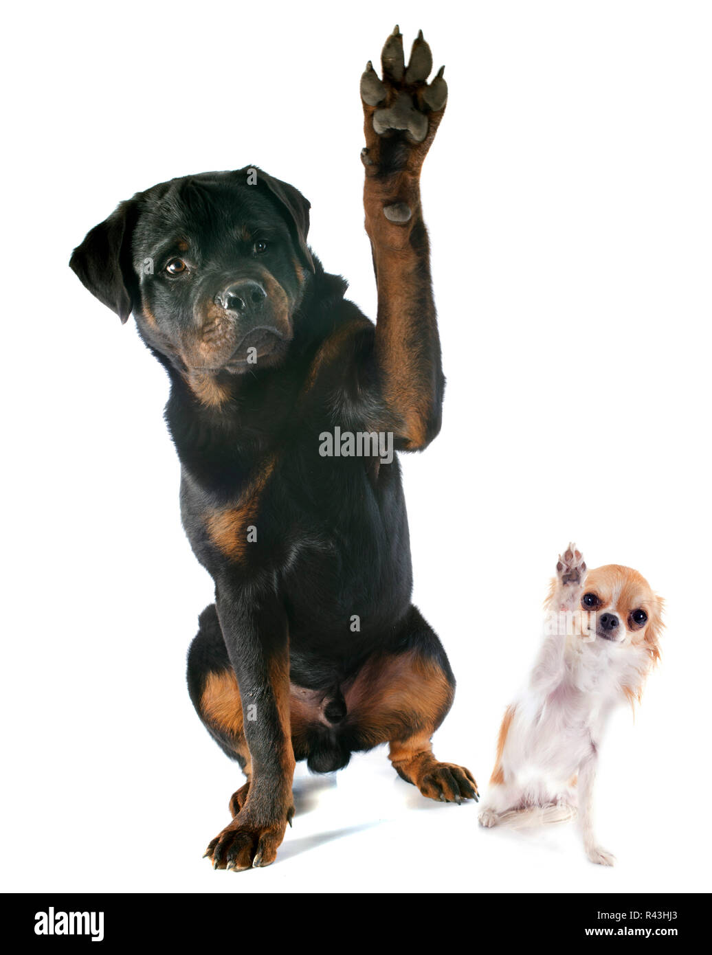 Rottweiler und Chihuahua Stockfoto