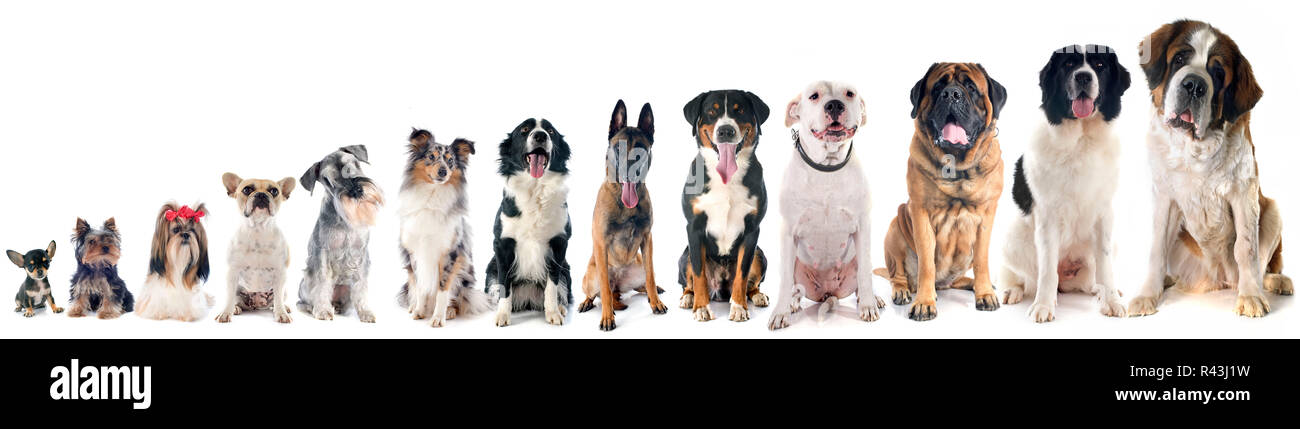 Gruppe von Hunden Stockfoto